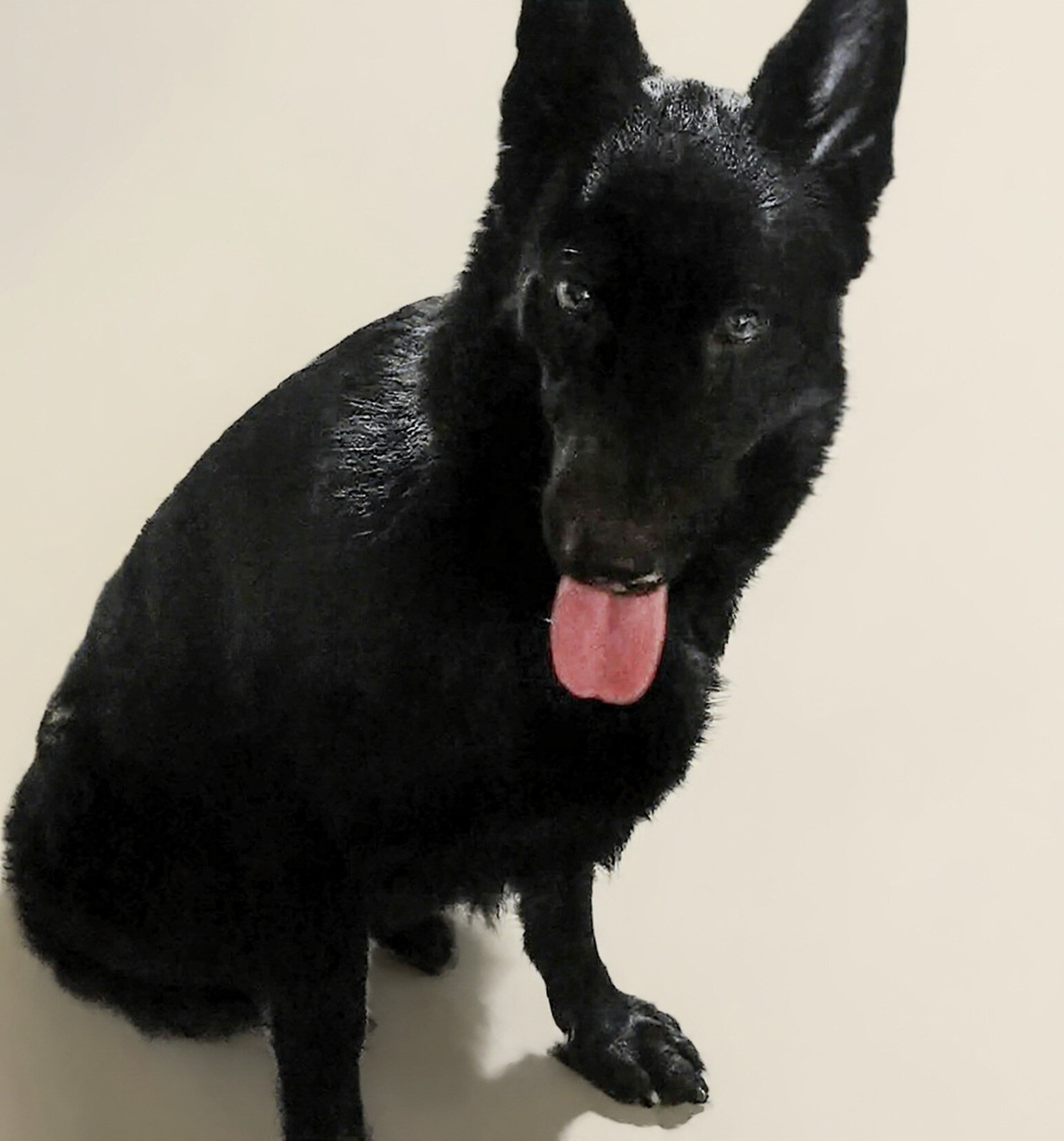 AKC German Shepherd Puppies!! image 1