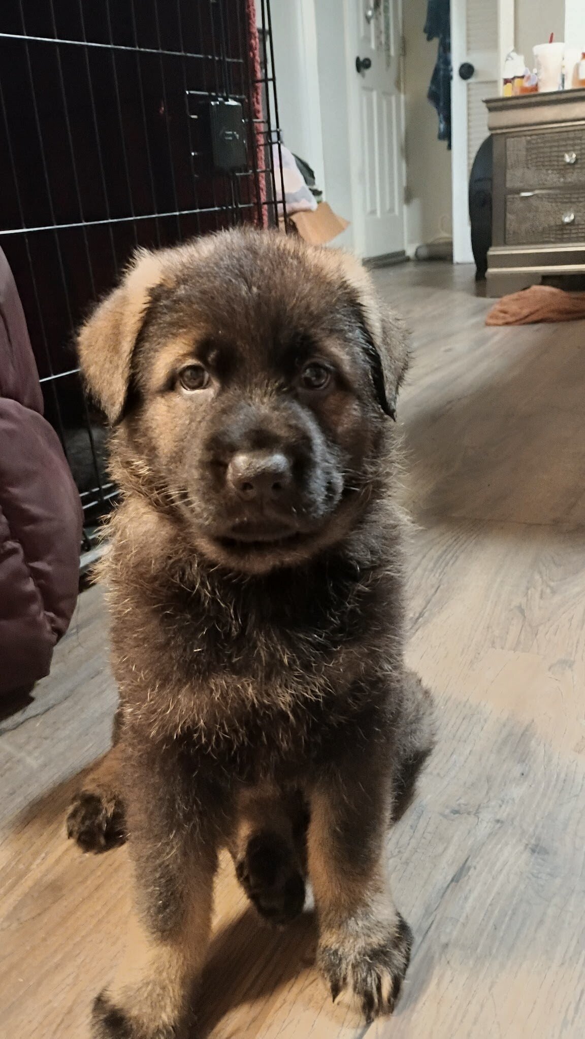 AKC German Shepherd Puppies!! image 7
