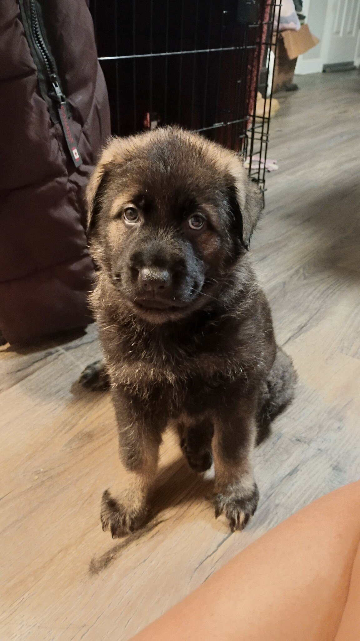 AKC German Shepherd Puppies!! image 6