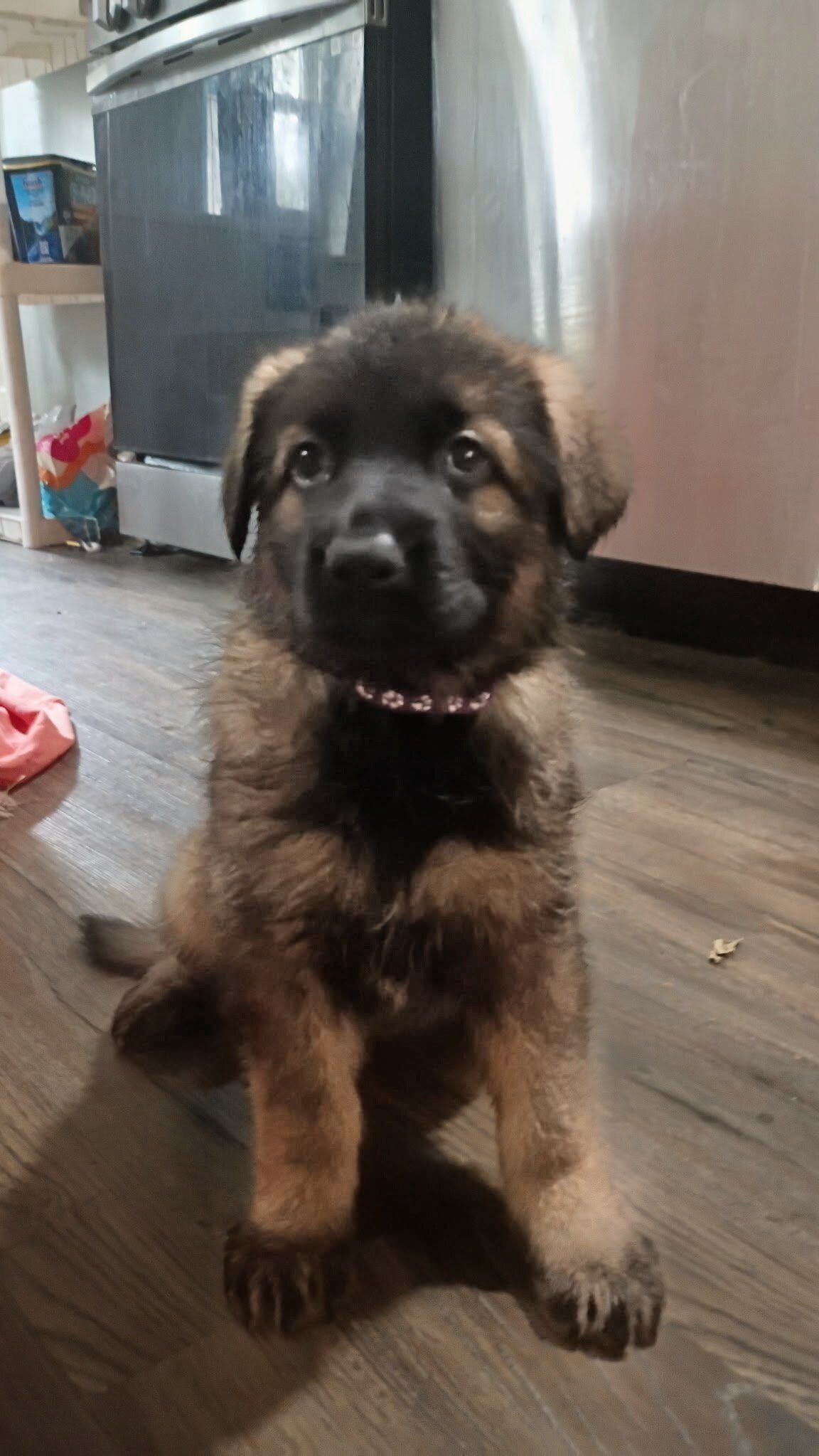 AKC German Shepherd Puppies!! image 5