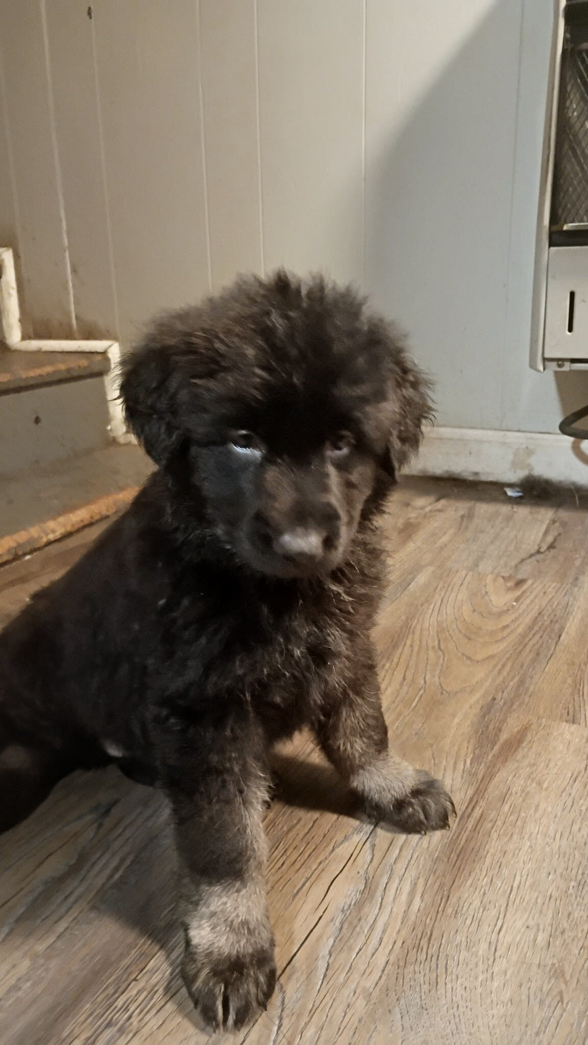 AKC German Shepherd Puppies!! image 4