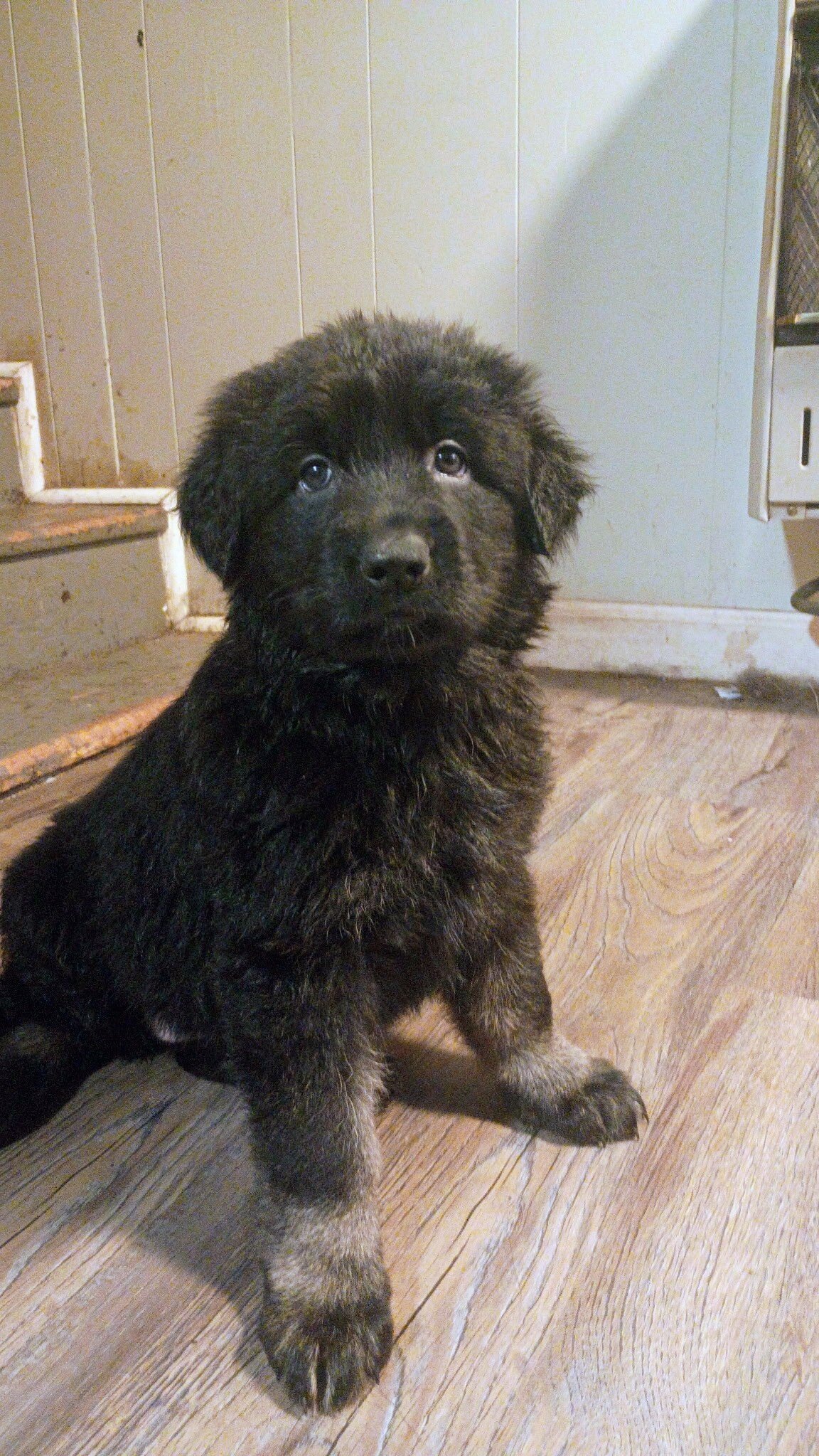 AKC German Shepherd Puppies!! image 3