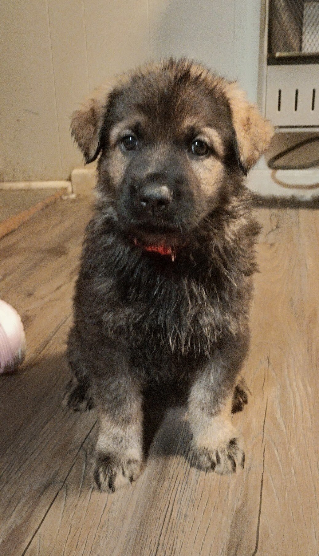 AKC German Shepherd Puppies!! image 2