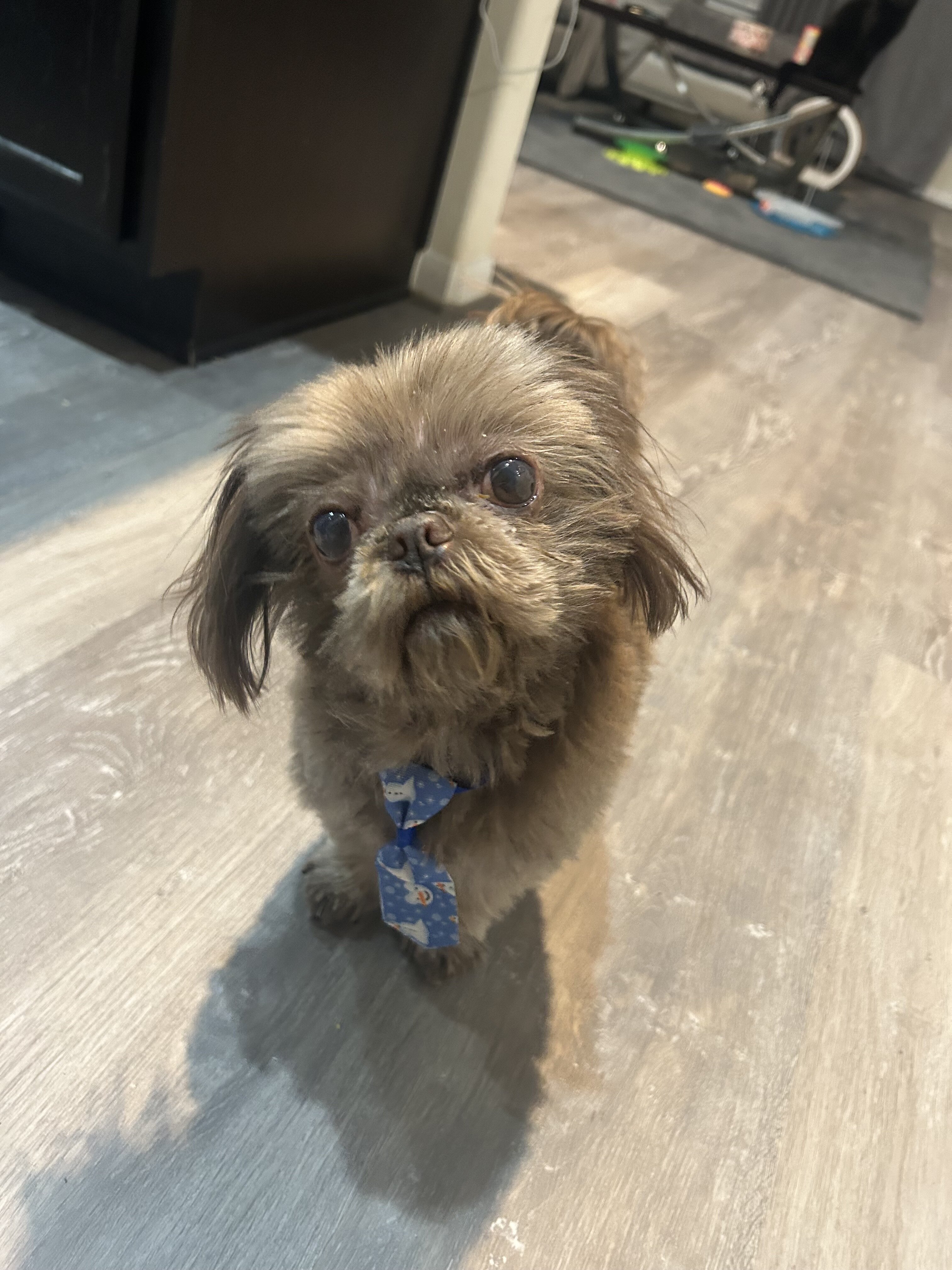 Dog image 1