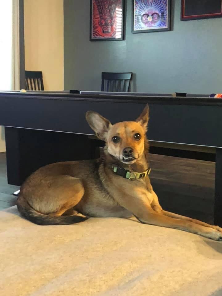 Deer Chihuahua image 6
