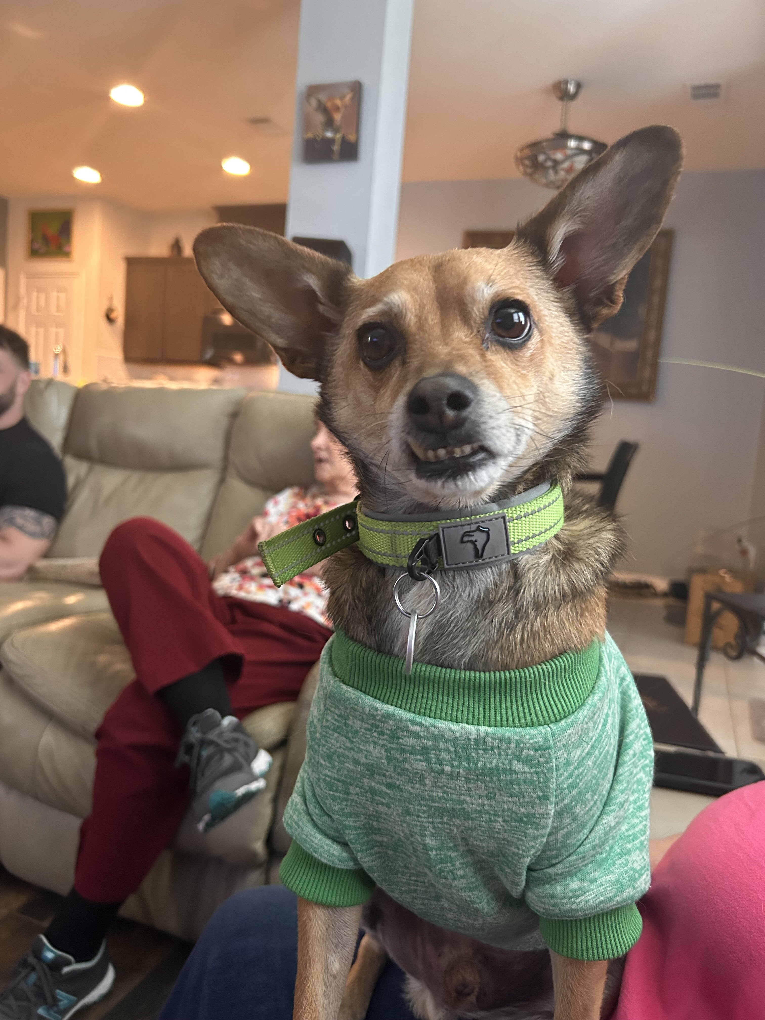 Deer Chihuahua image 4