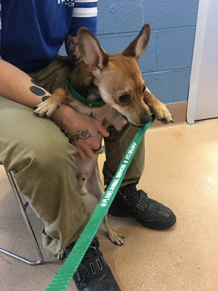 Deer Chihuahua image 3