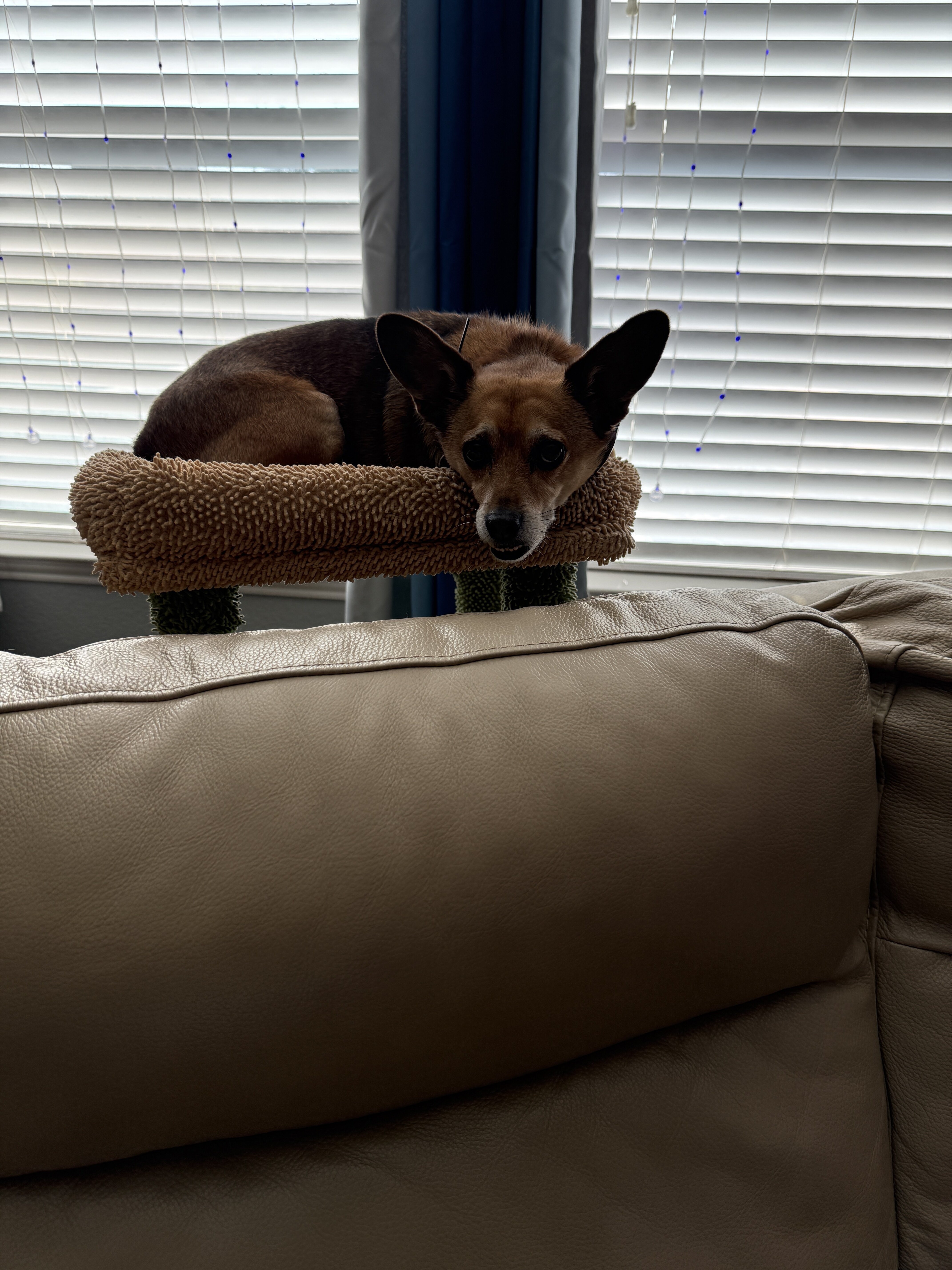 Deer Chihuahua image 1