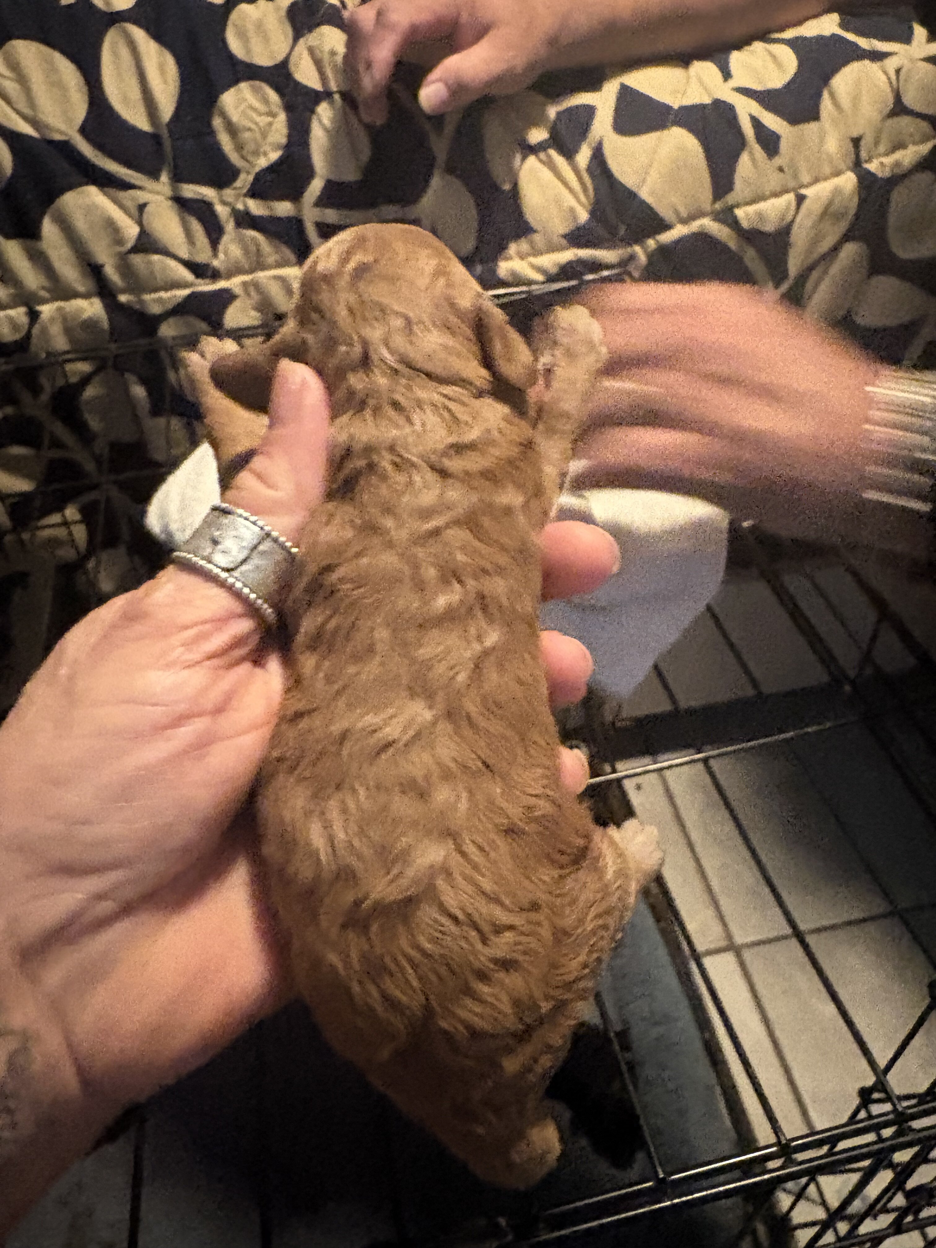 Toy poodle image 5