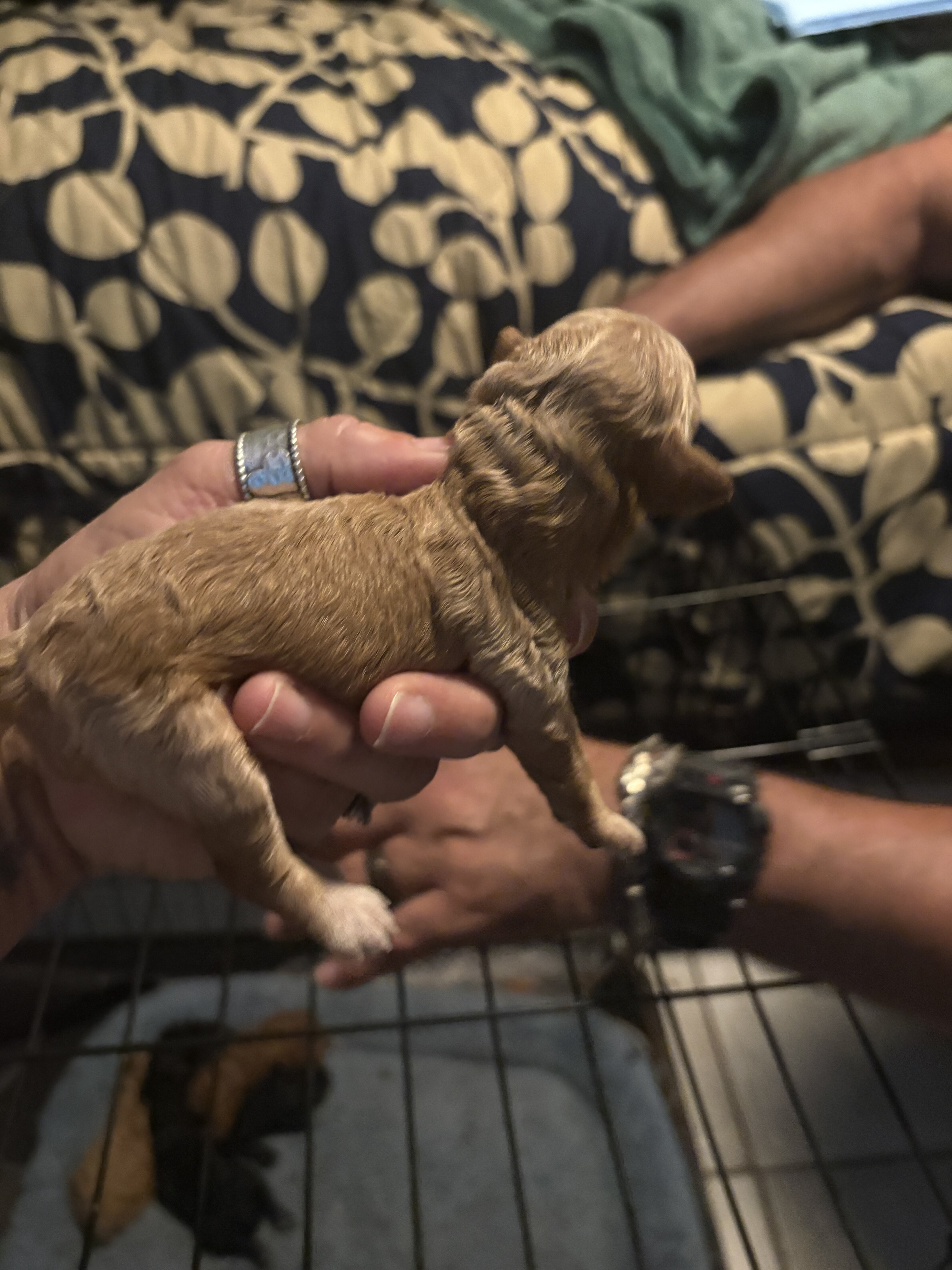 Toy poodle image 1