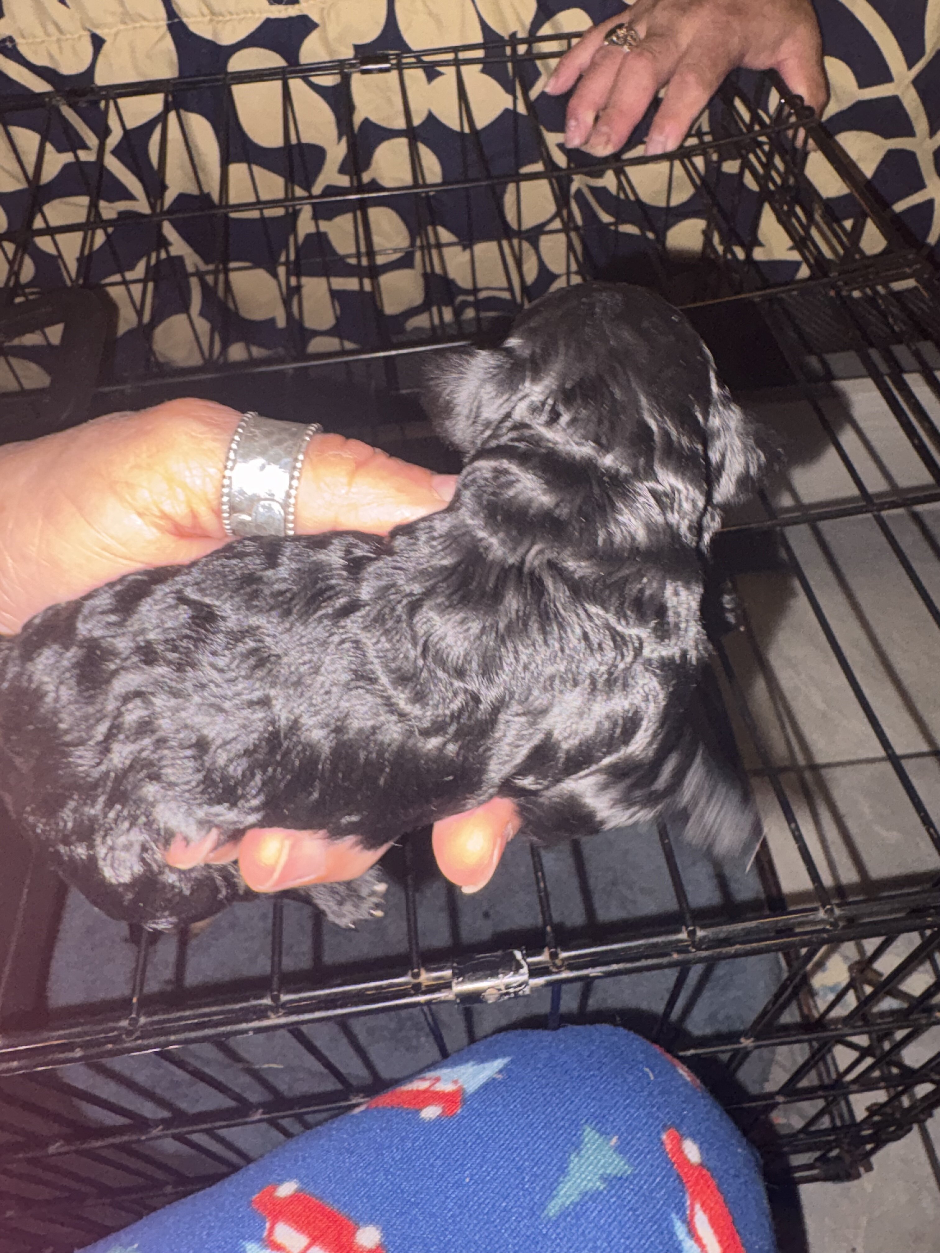 Toy poodle image 3