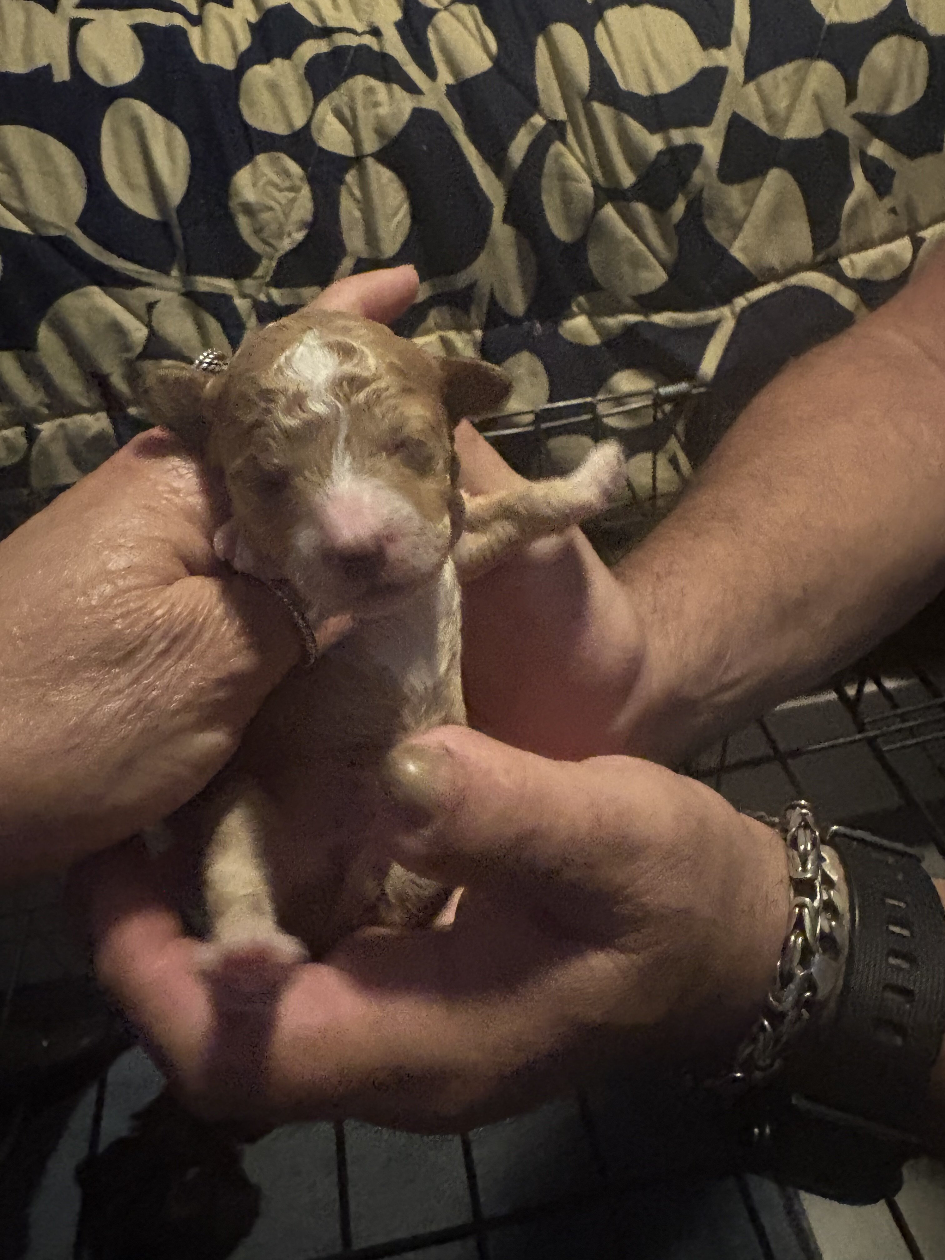 Toy poodle image 2