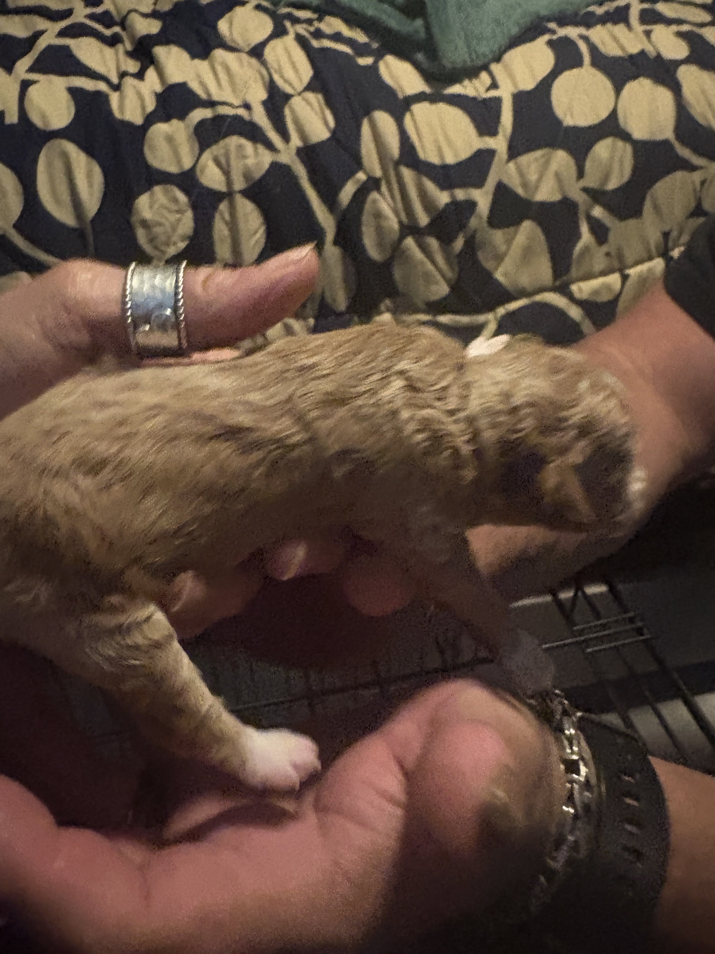 Toy poodle image 7