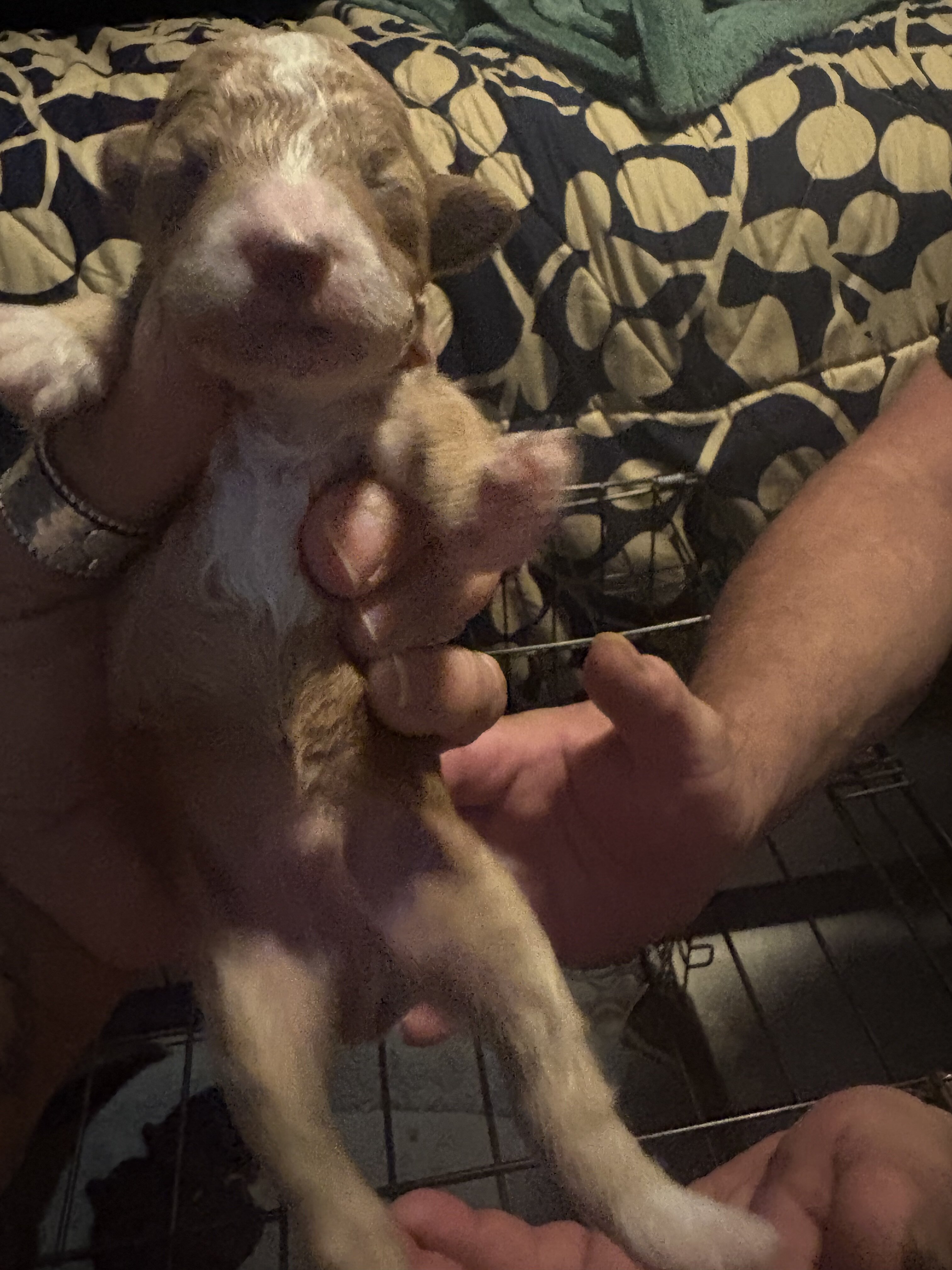 Toy poodle image 6