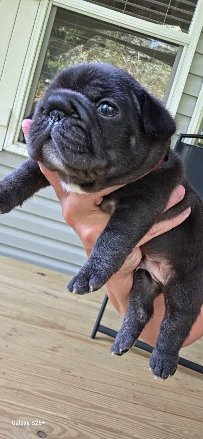 French bulldog puppies image 3