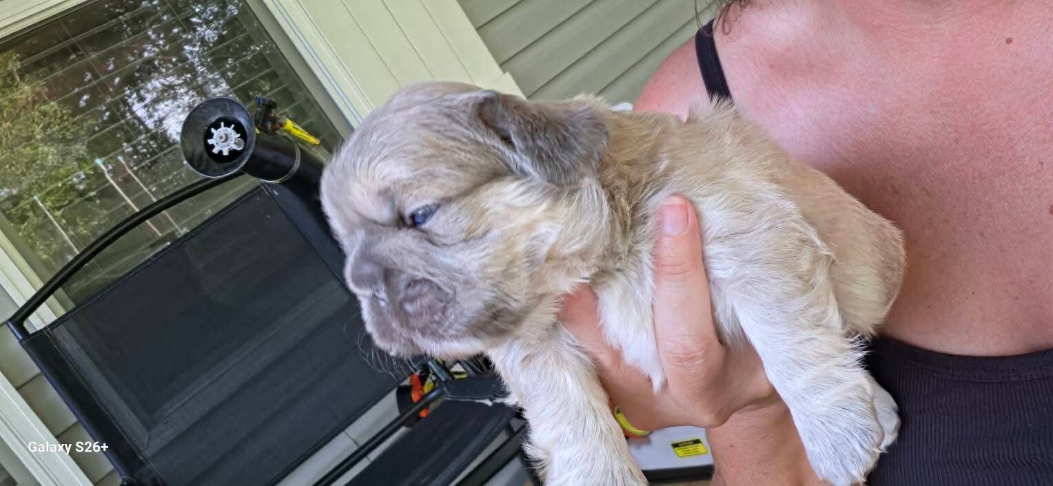 French bulldog puppies image 2