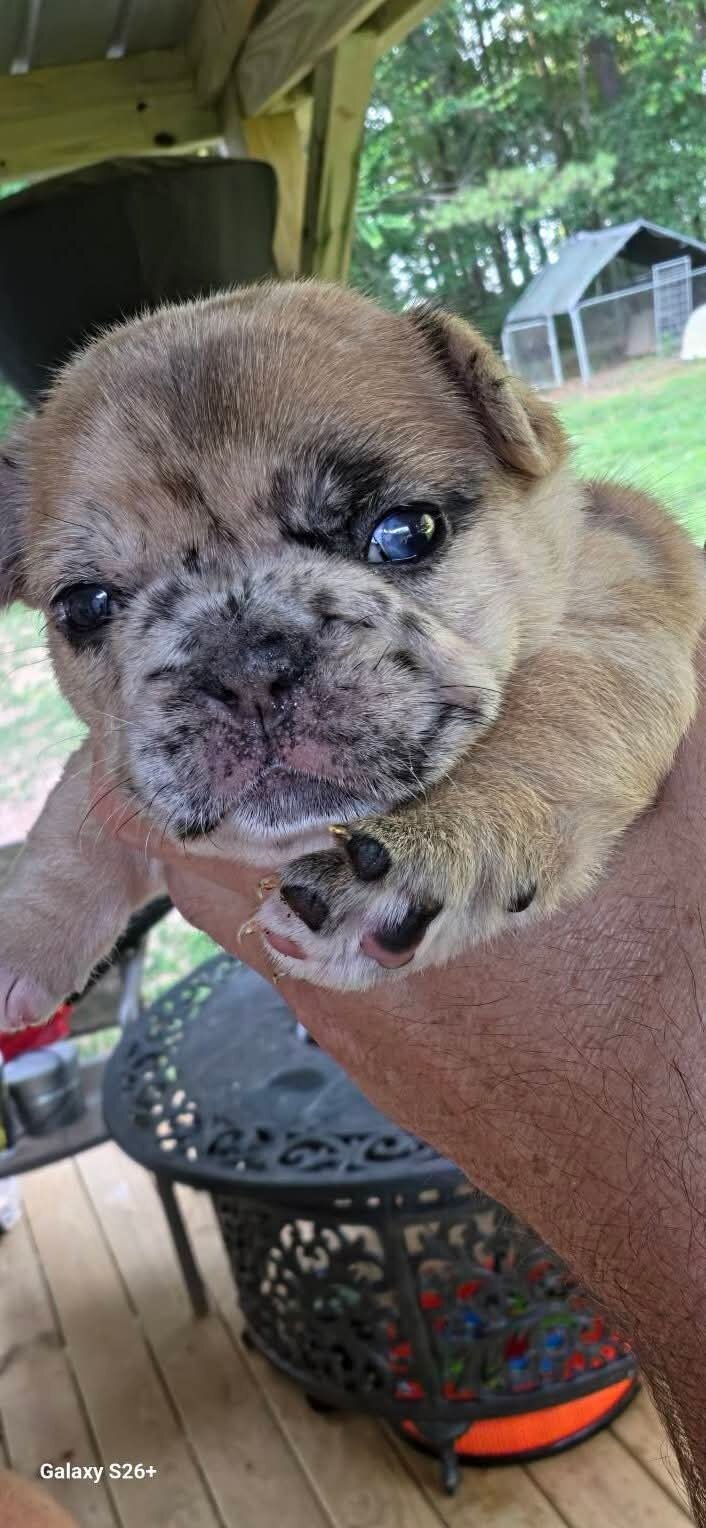 French bulldog puppies image 1