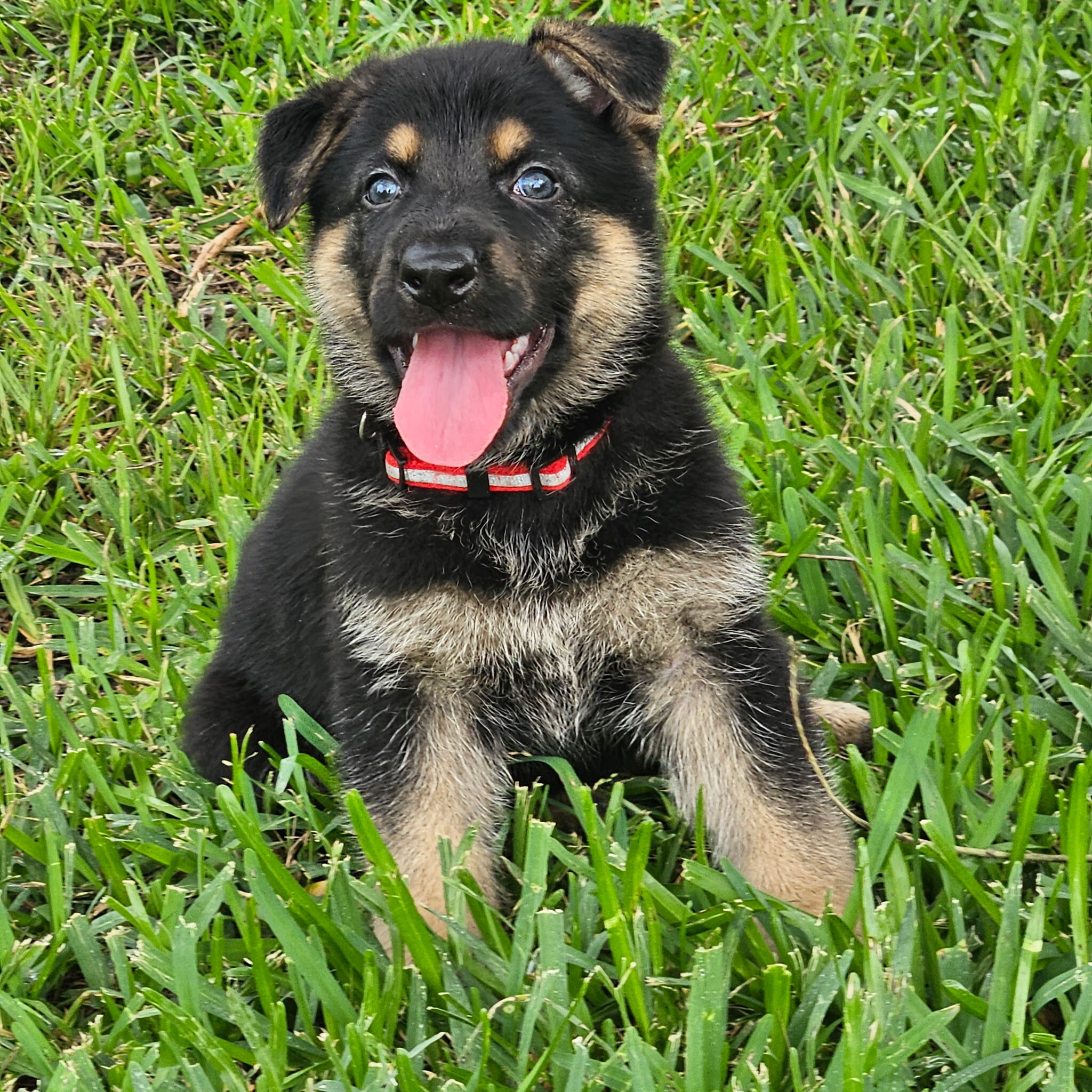 AKC German Shepherd Puppies image 4