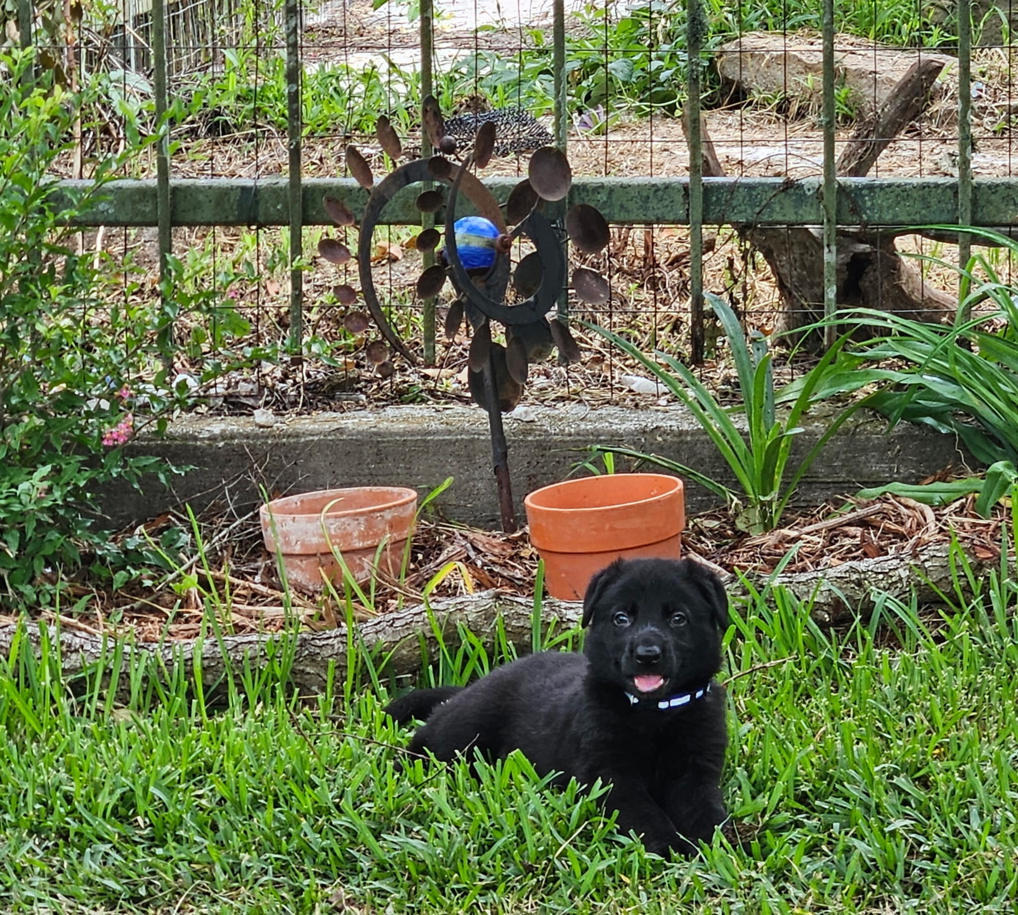 AKC German Shepherd Puppies image 2