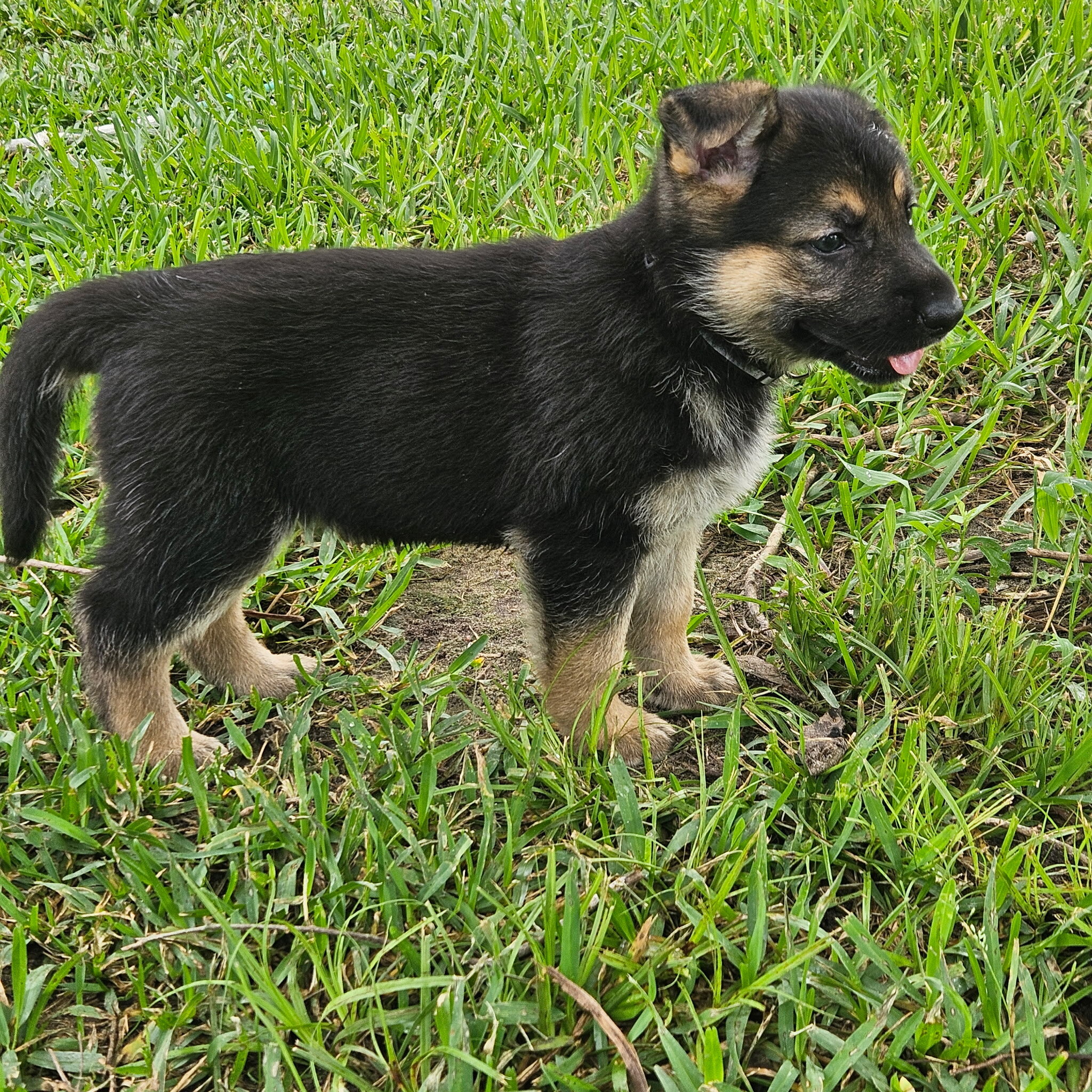 AKC German Shepherd Puppies image 3