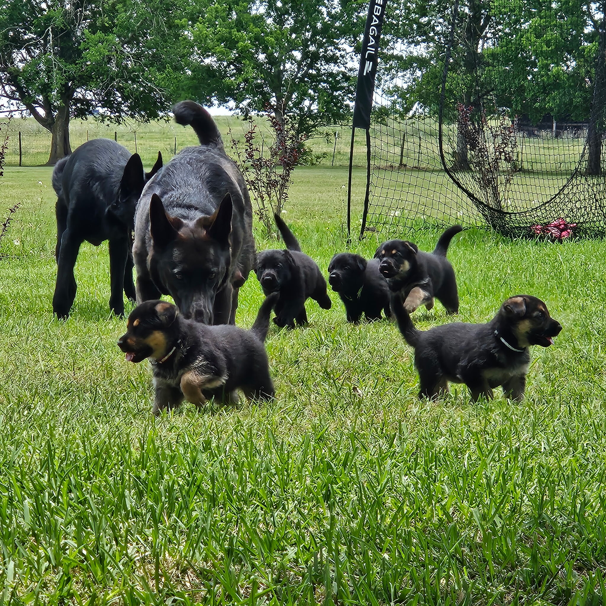 AKC German Shepherd Puppies image 1