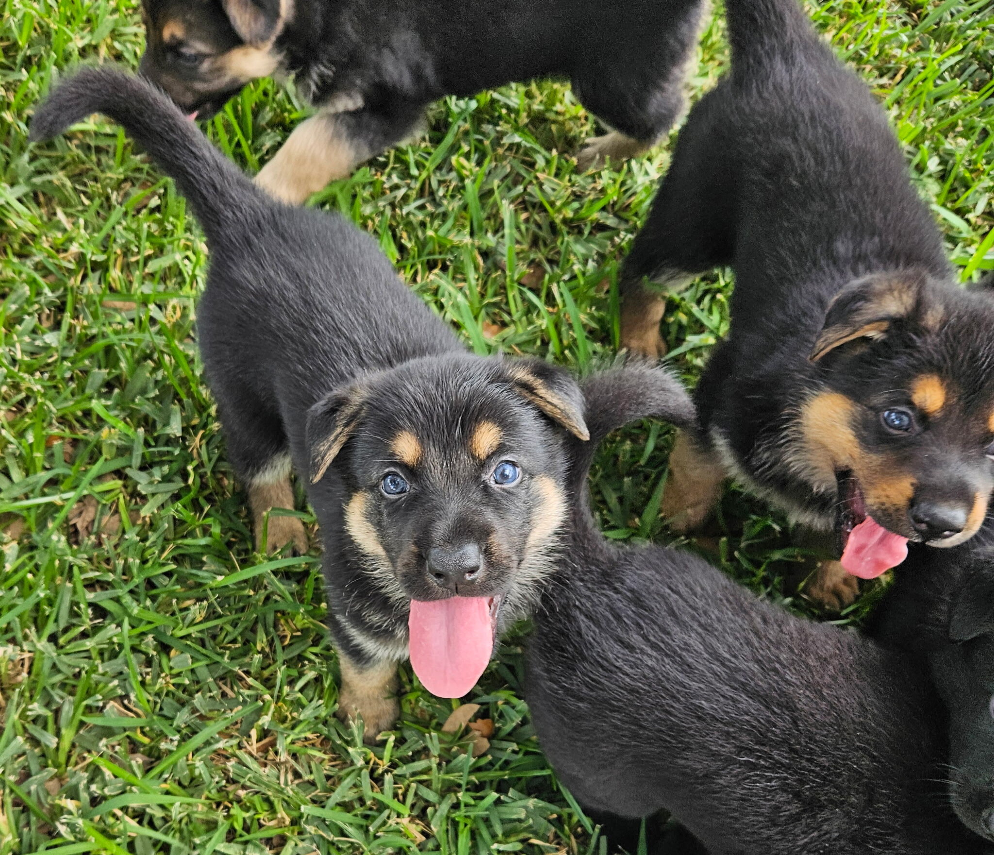 AKC German Shepherd Puppies image 5