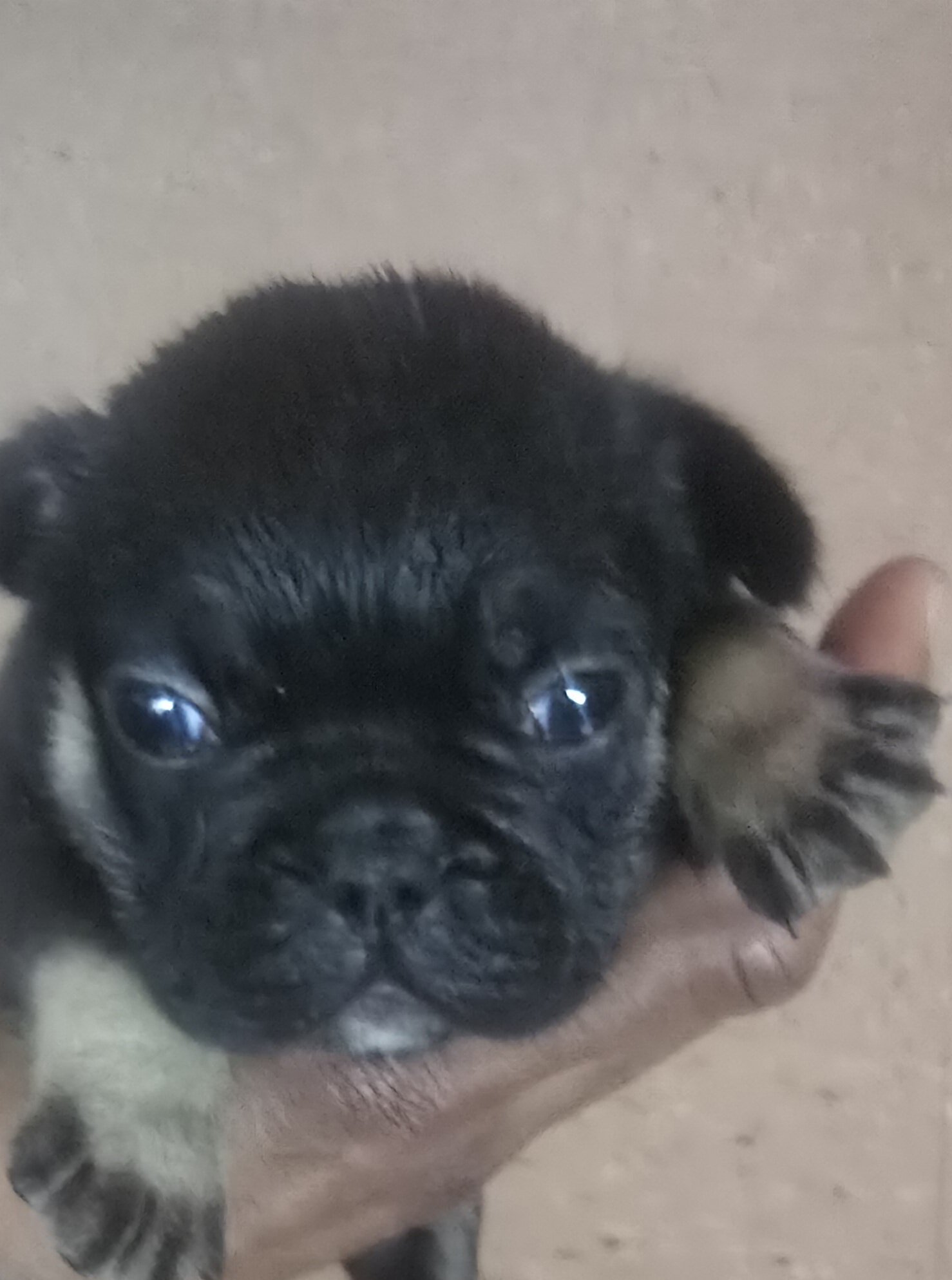French bulldog image 1