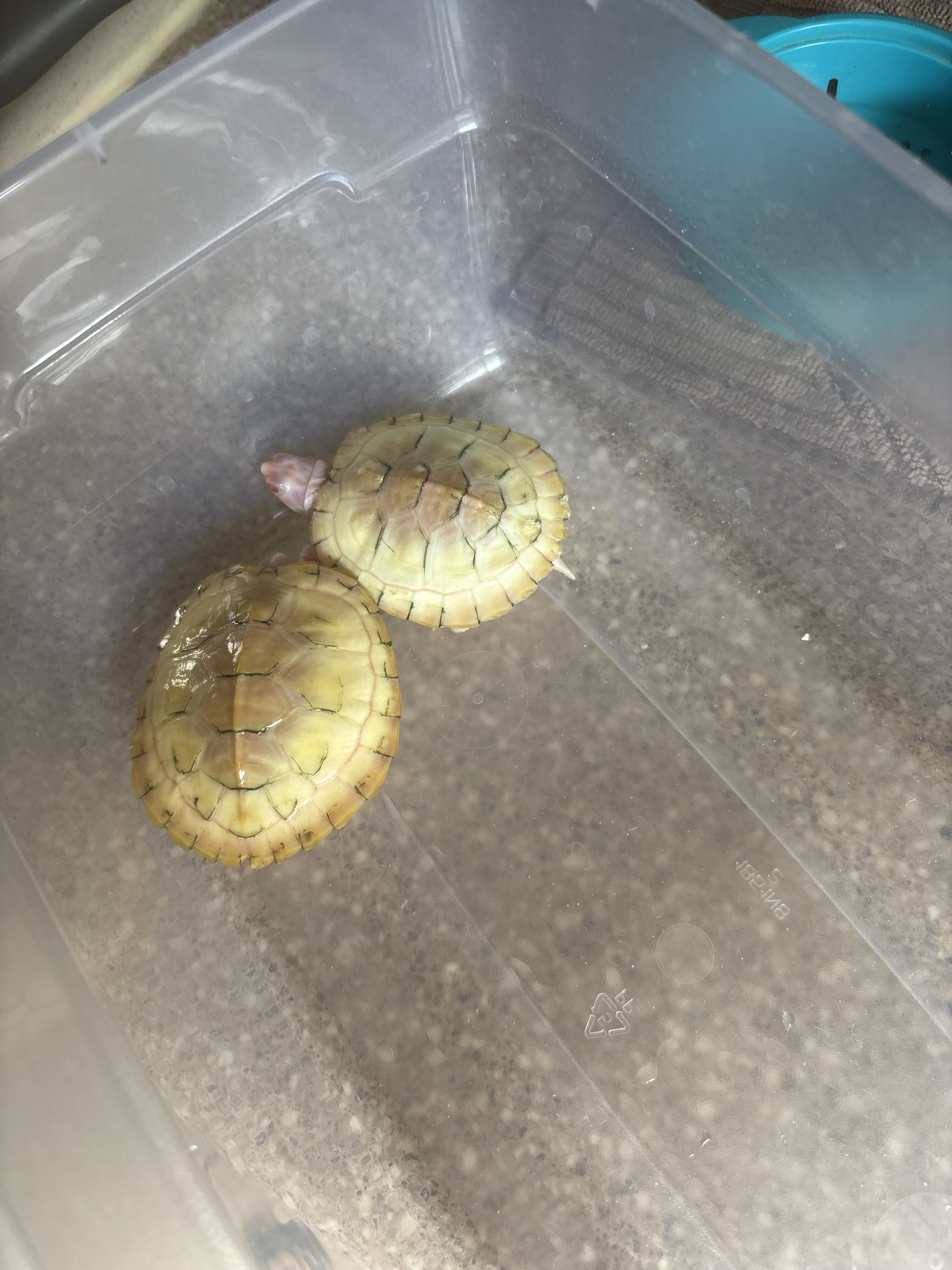 Snow red ear slider turtles good size. image 2