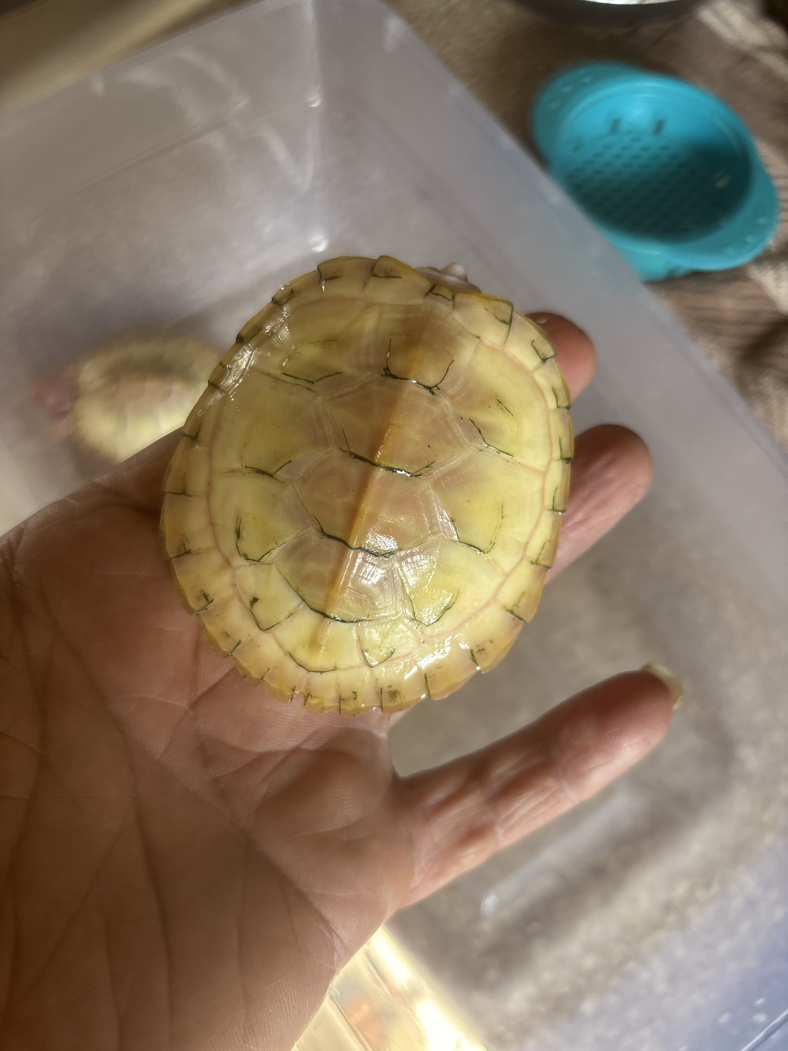 Snow red ear slider turtles good size. image 1
