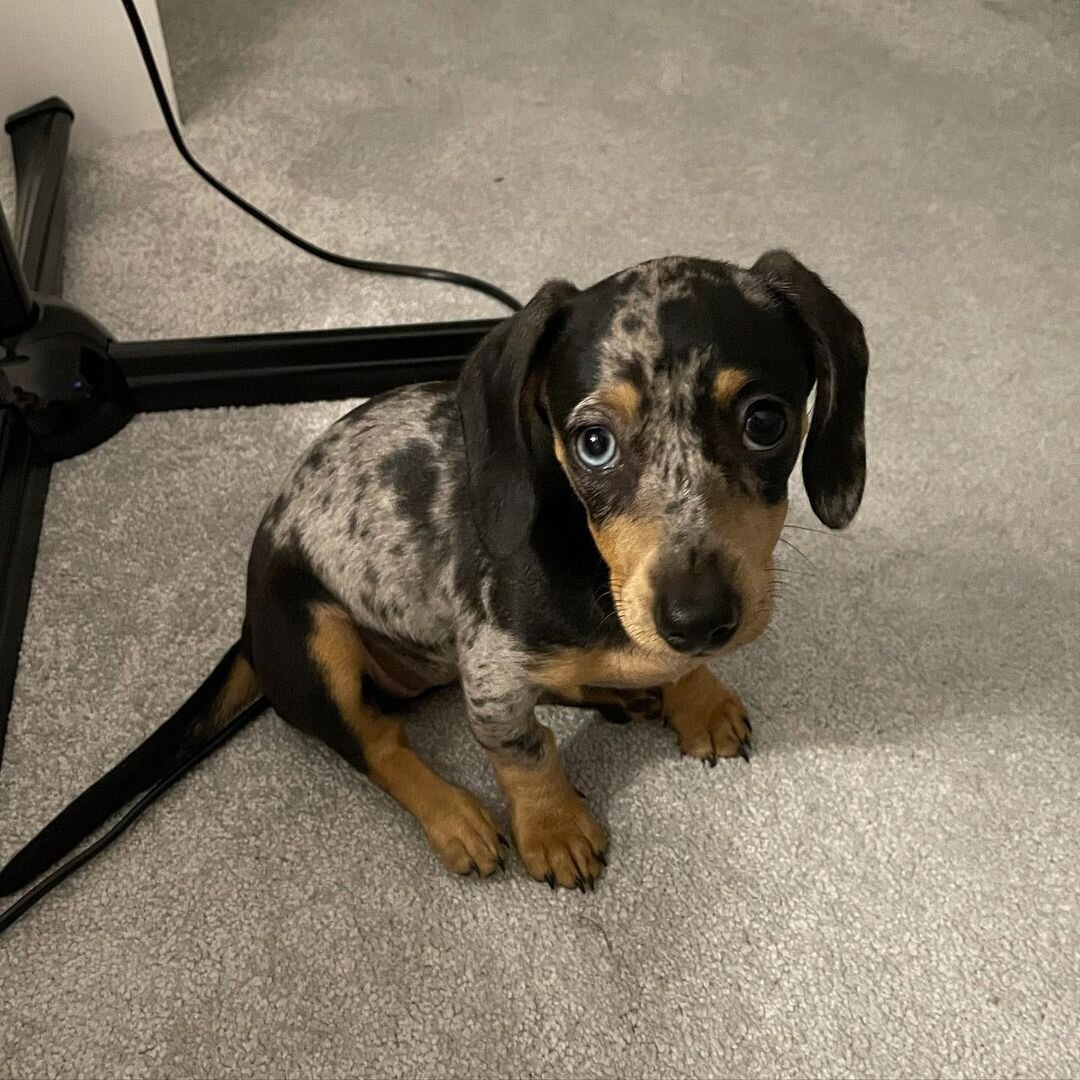 Adorable Mini Dachshund Puppies – Big Personality image 2