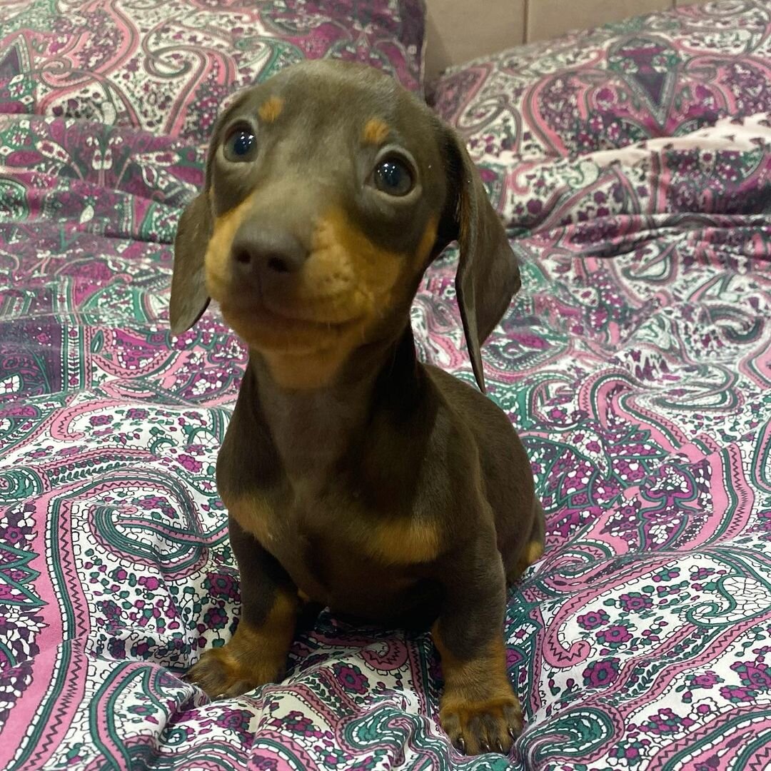Adorable Mini Dachshund Puppies – Big Personality image 5