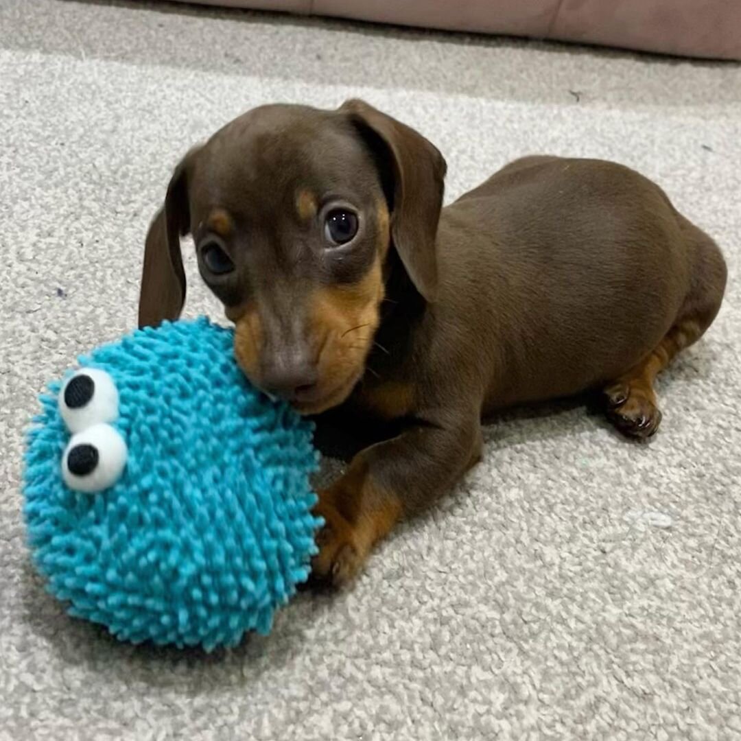 Adorable Mini Dachshund Puppies – Big Personality image 4