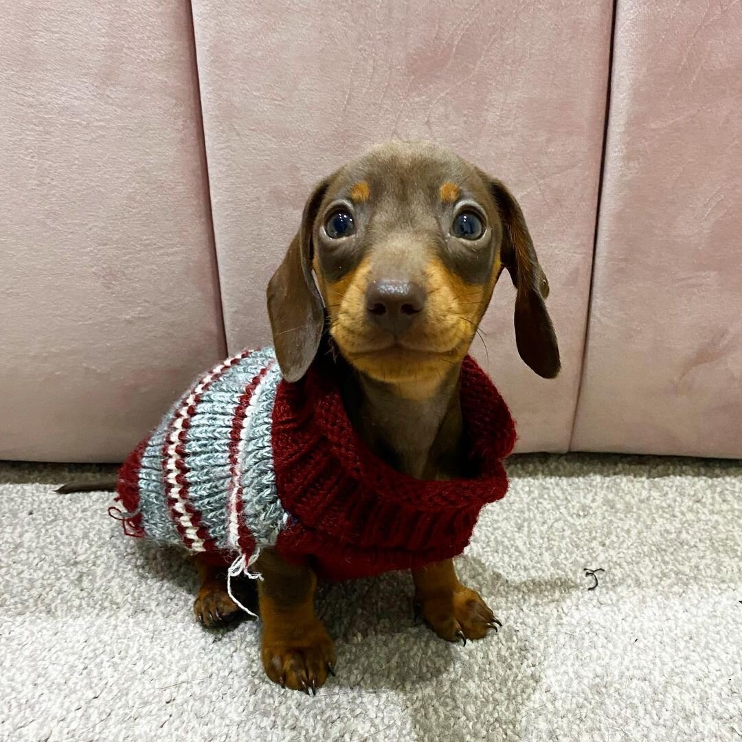 Adorable Mini Dachshund Puppies – Big Personality image 3