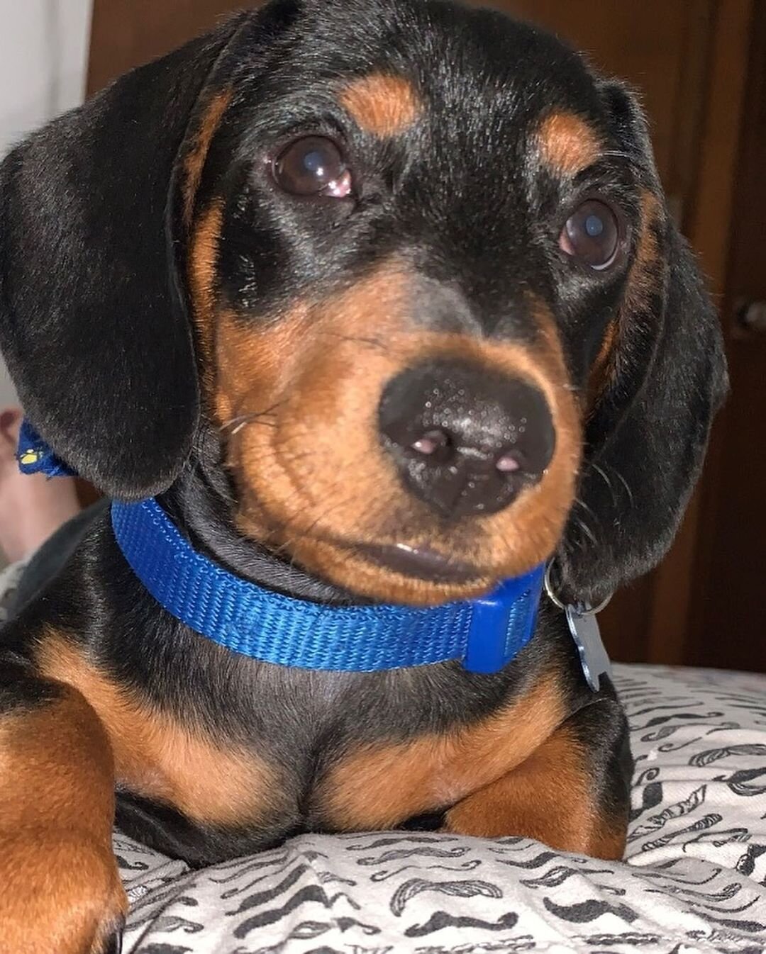 Adorable Mini Dachshund Puppies – Big Personality image 7