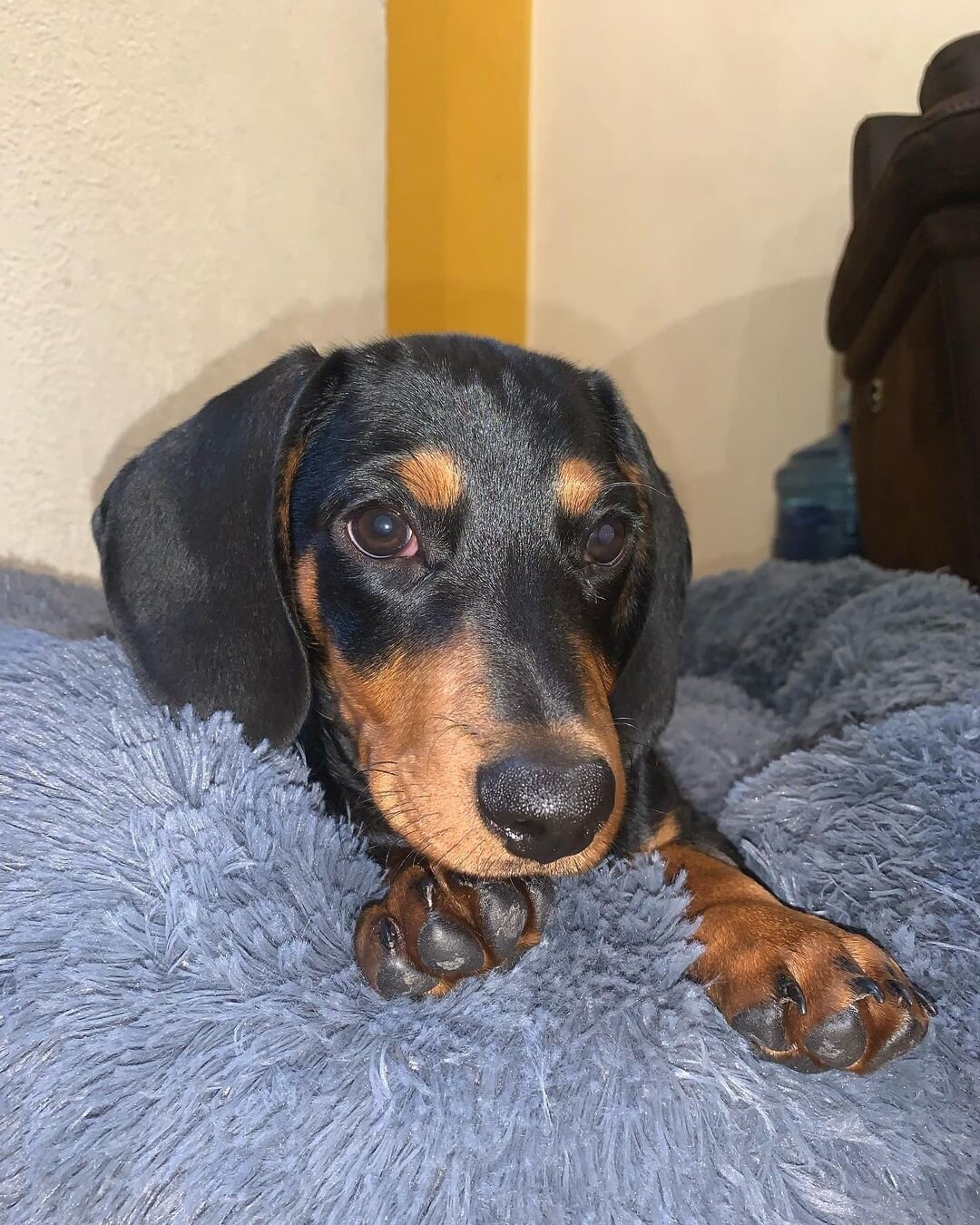 Adorable Mini Dachshund Puppies – Big Personality image 8