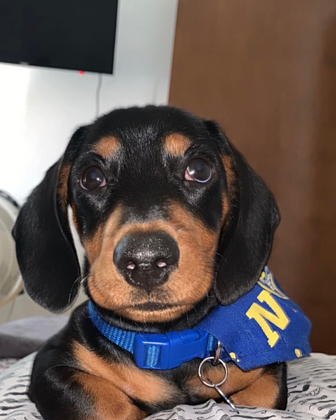 Adorable Mini Dachshund Puppies – Big Personality image 6