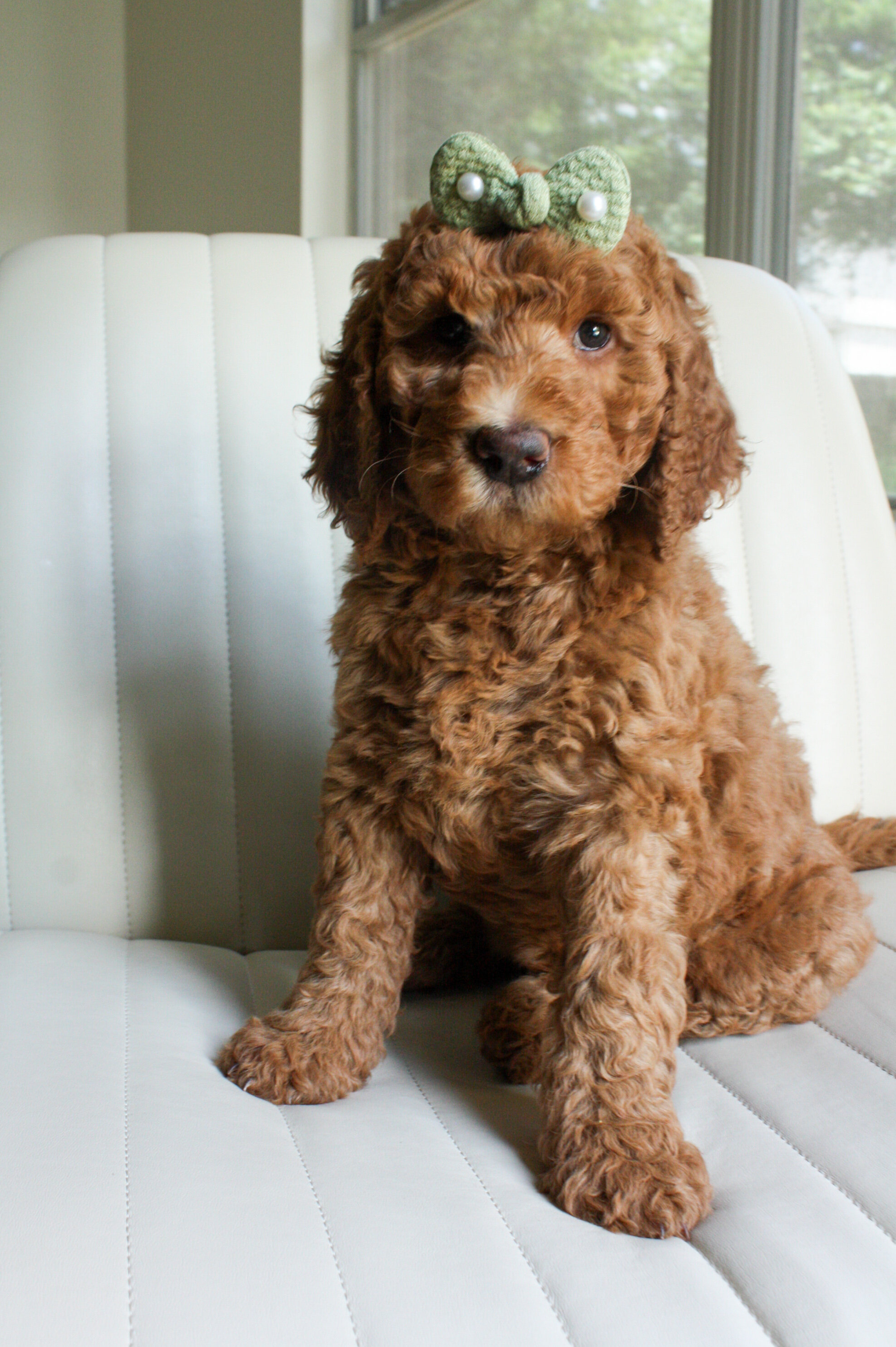 Goldendoodles image 1