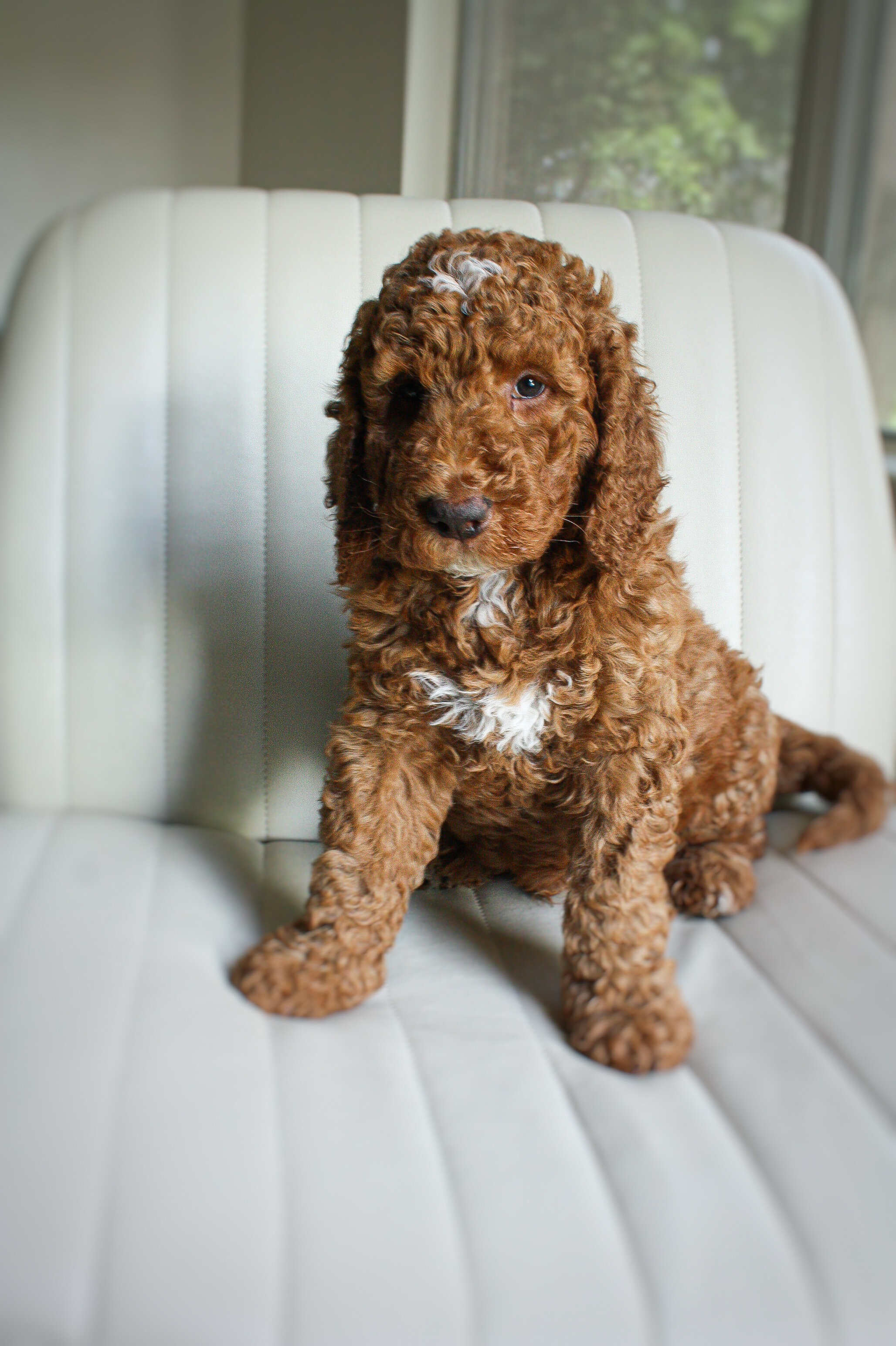 Goldendoodles image 2