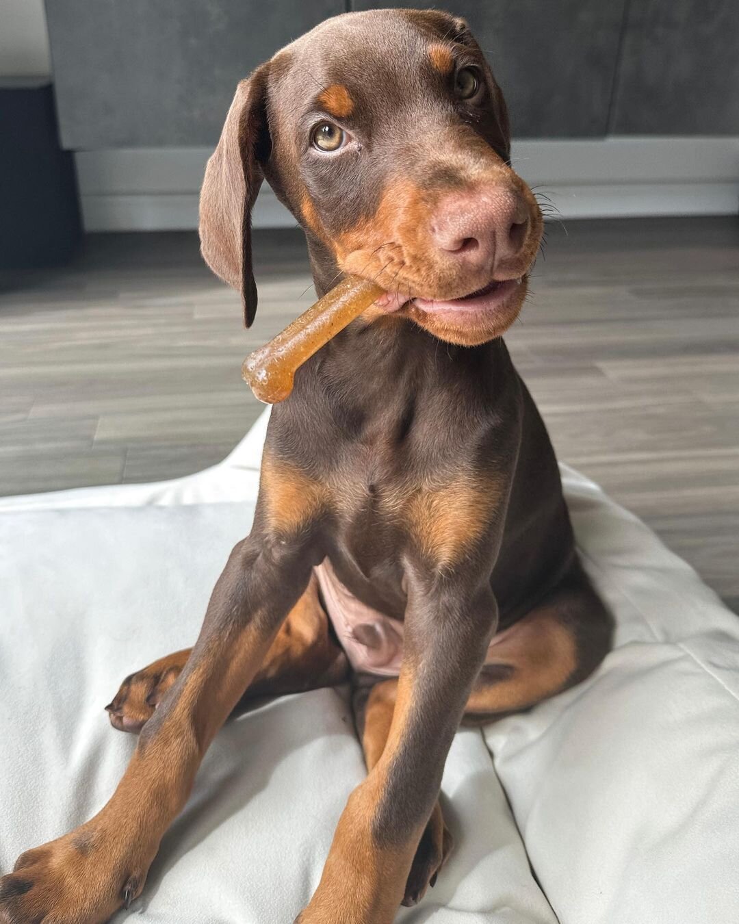 Majestic Doberman Puppies – Loyal Guardians image 1
