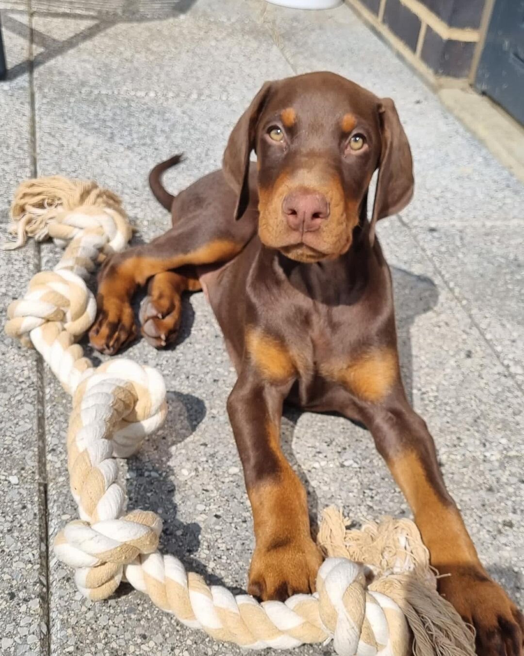 Majestic Doberman Puppies – Loyal Guardians image 4