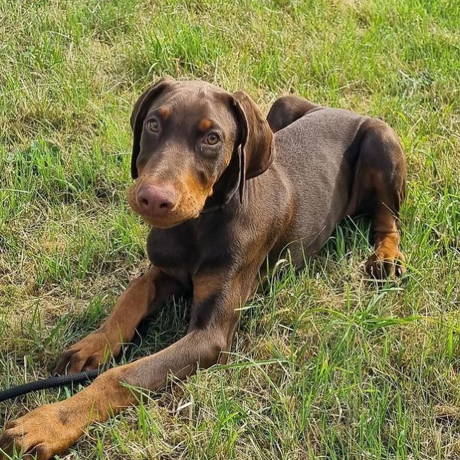 Majestic Doberman Puppies – Loyal Guardians image 3