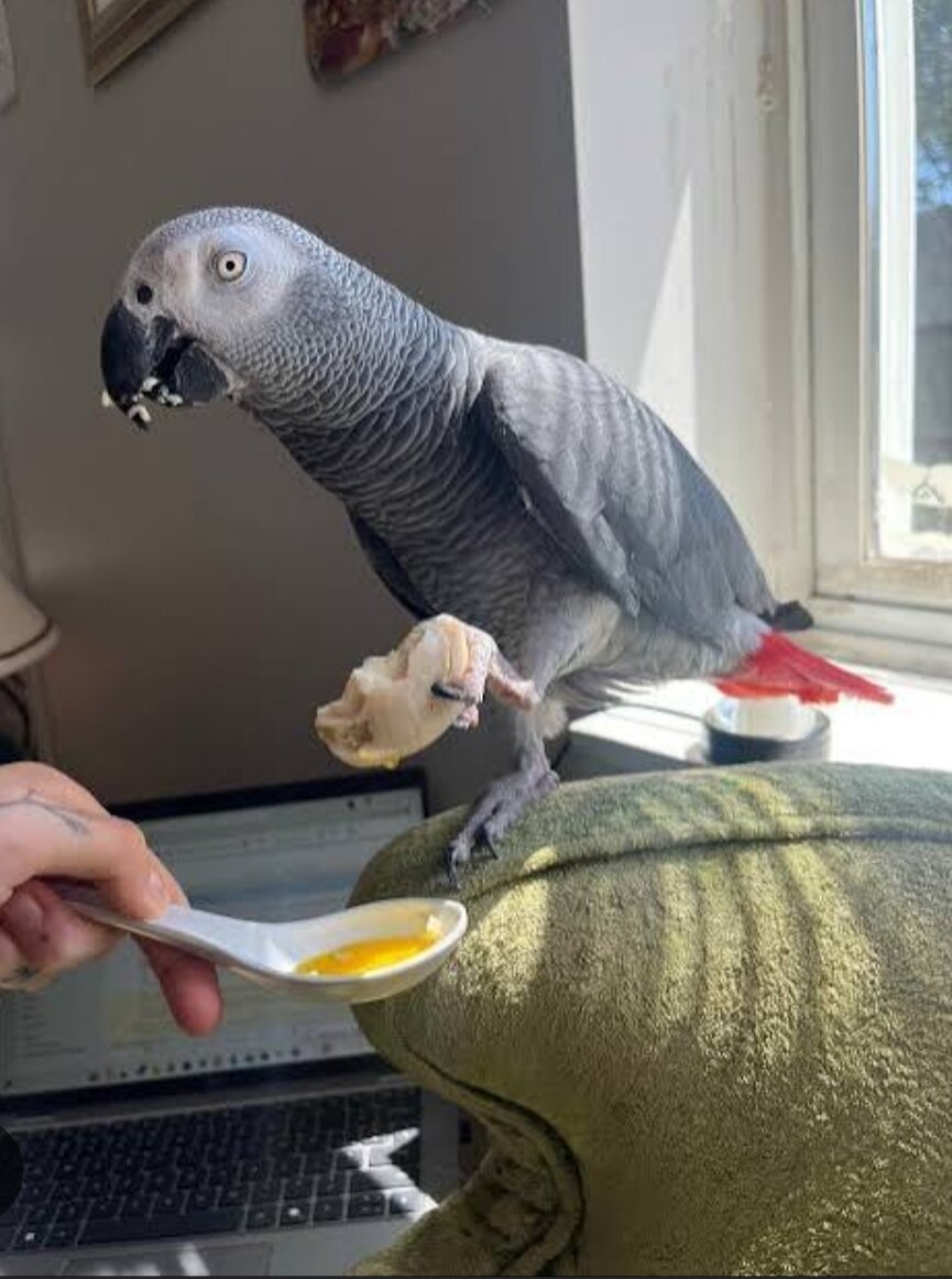 African Grey parrots Pair image 2