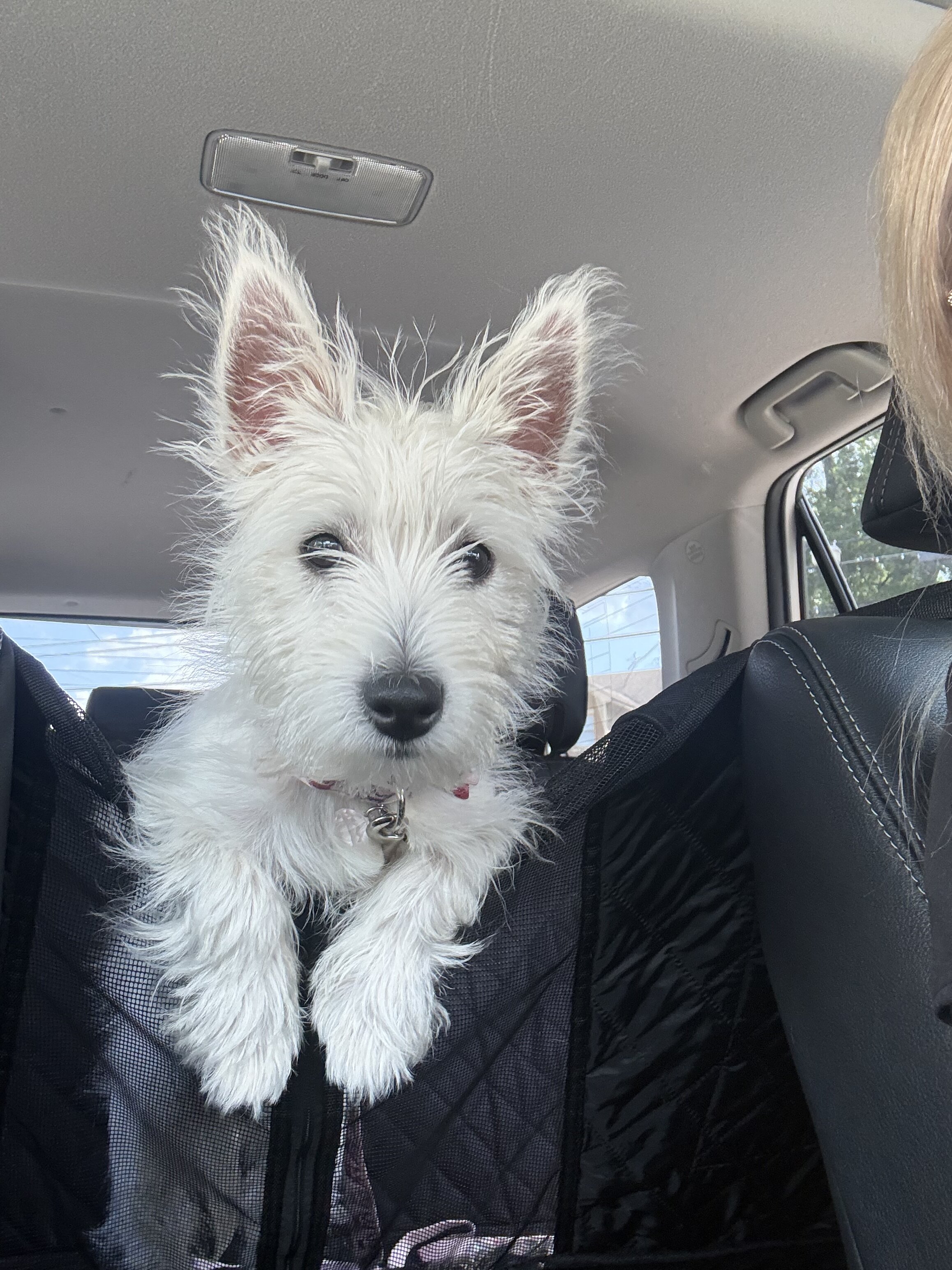 West highland terrier image 1
