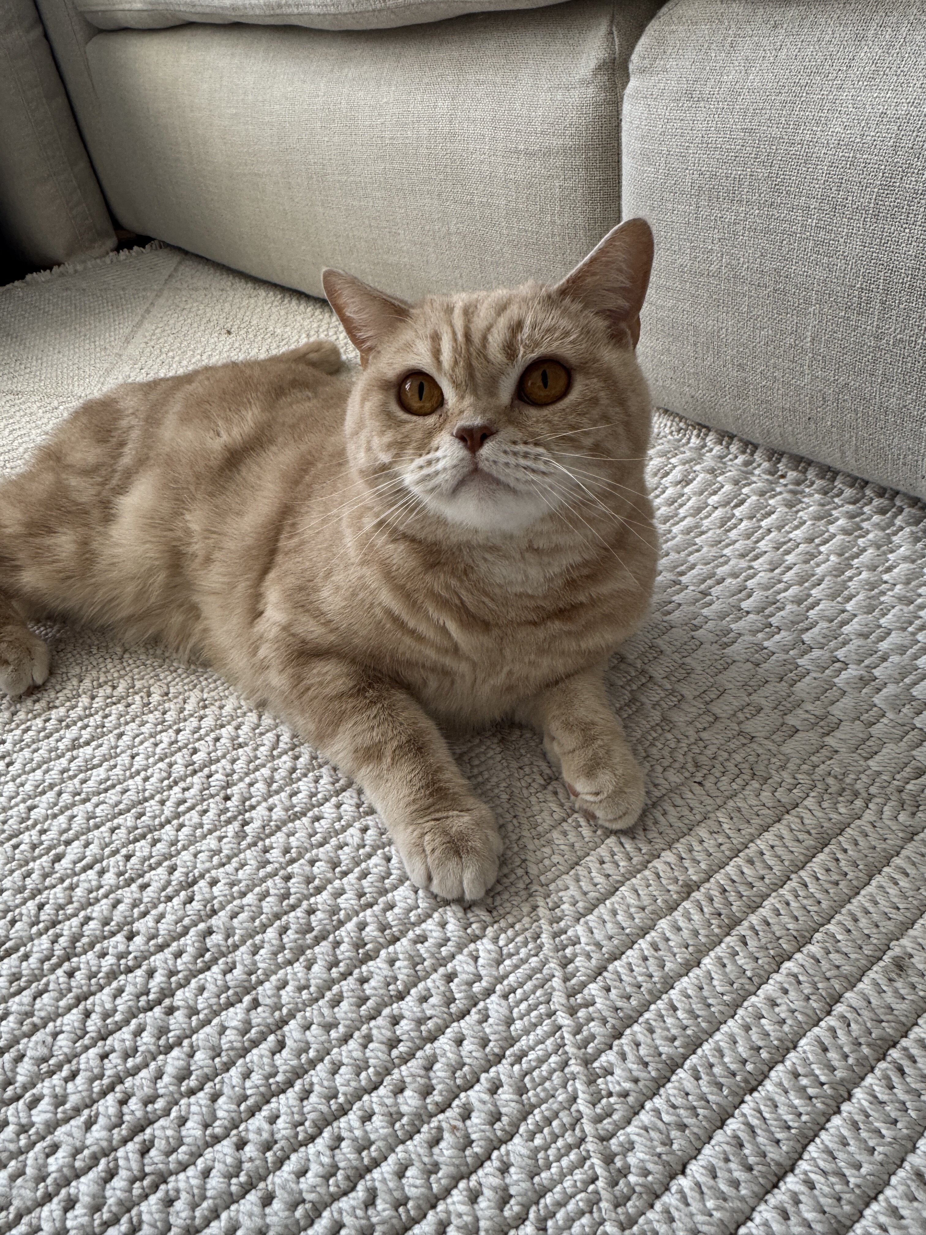 Scottish Straight Cat image 4