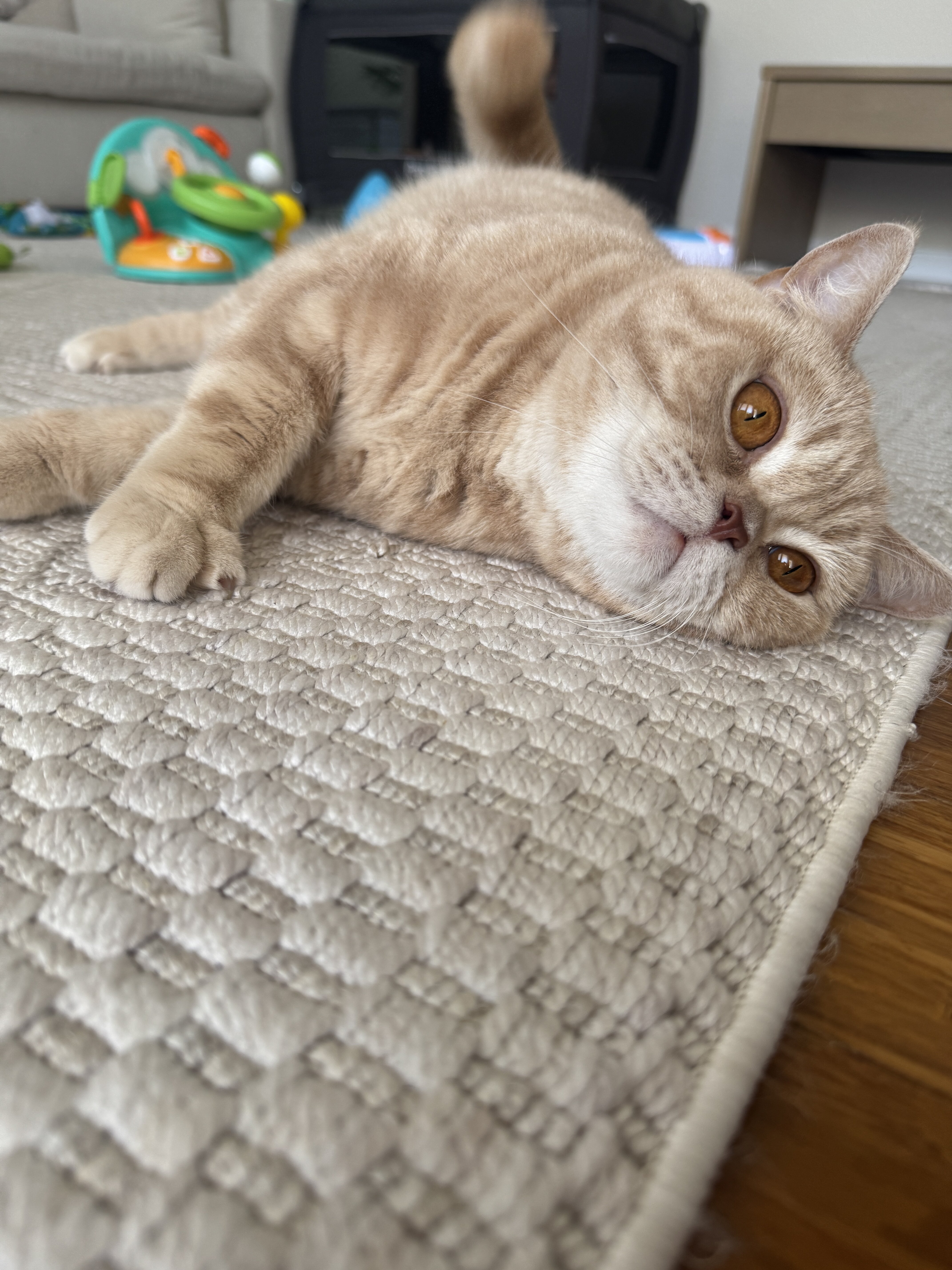 Scottish Straight Cat image 3