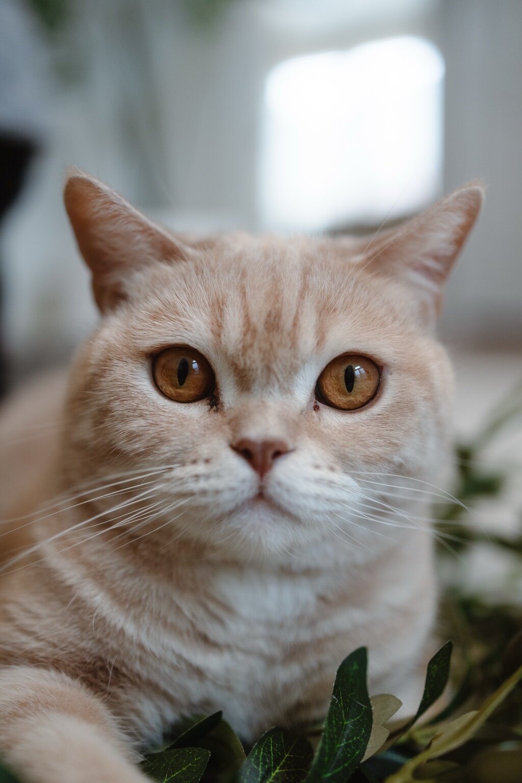 Scottish Straight Cat image 2