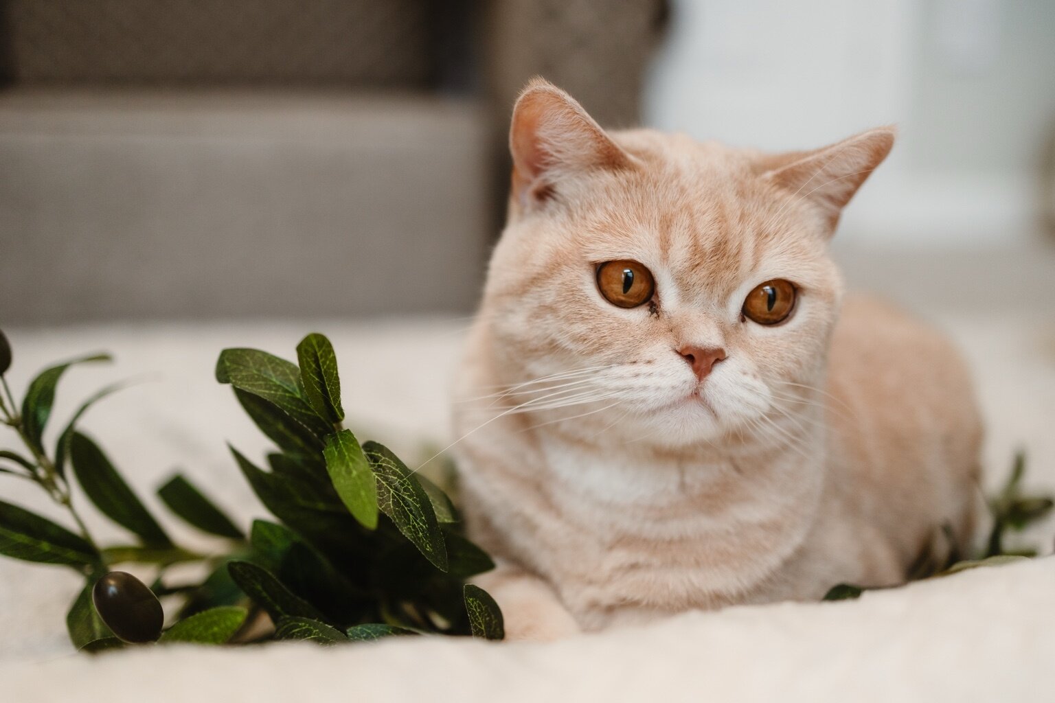 Scottish Straight Cat image 1