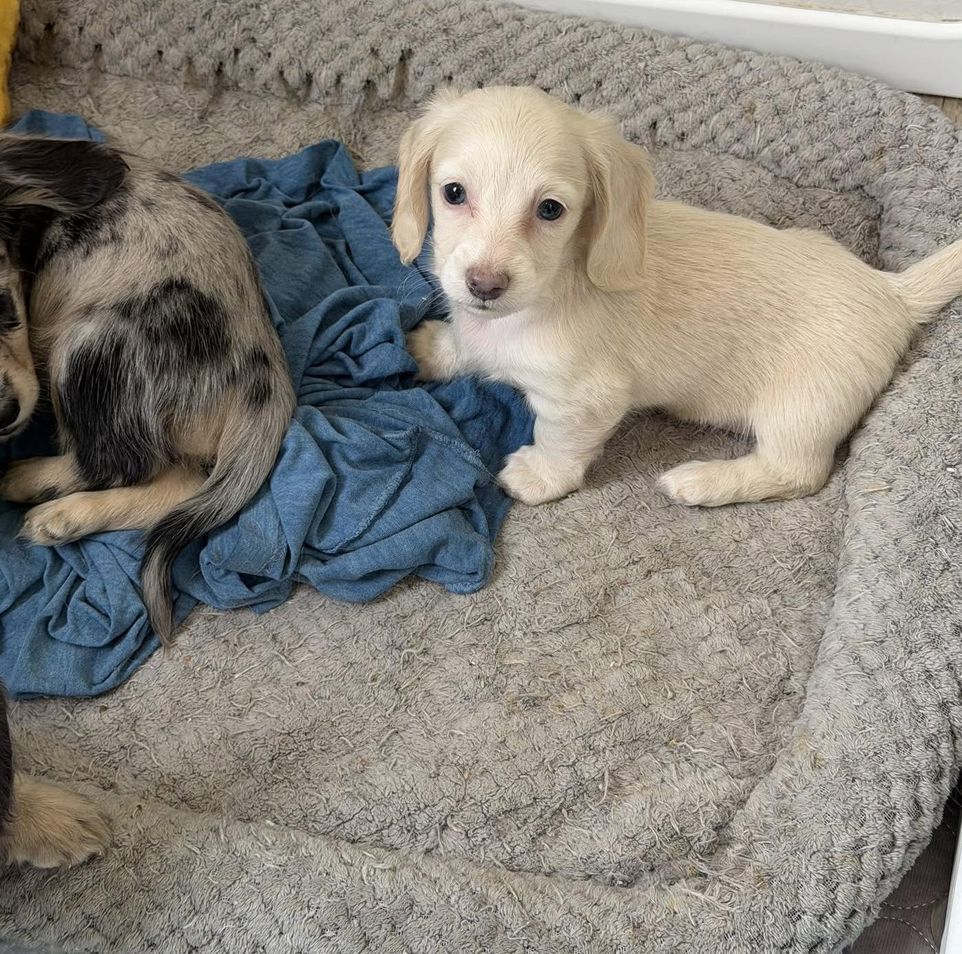 Mini Dachshund Puppies for Sale image 2