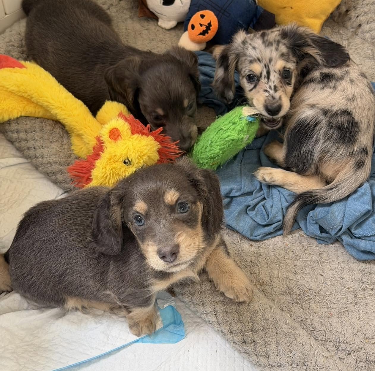 Mini Dachshund Puppies for Sale image 1