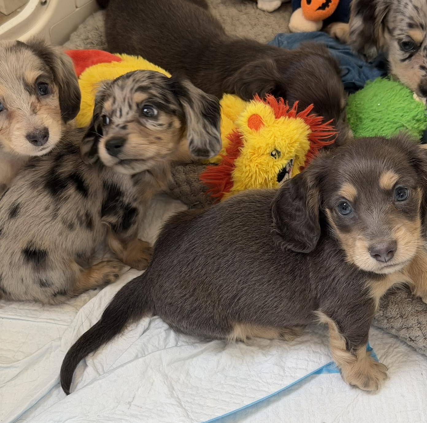 Mini Dachshund Puppies for Sale image 3